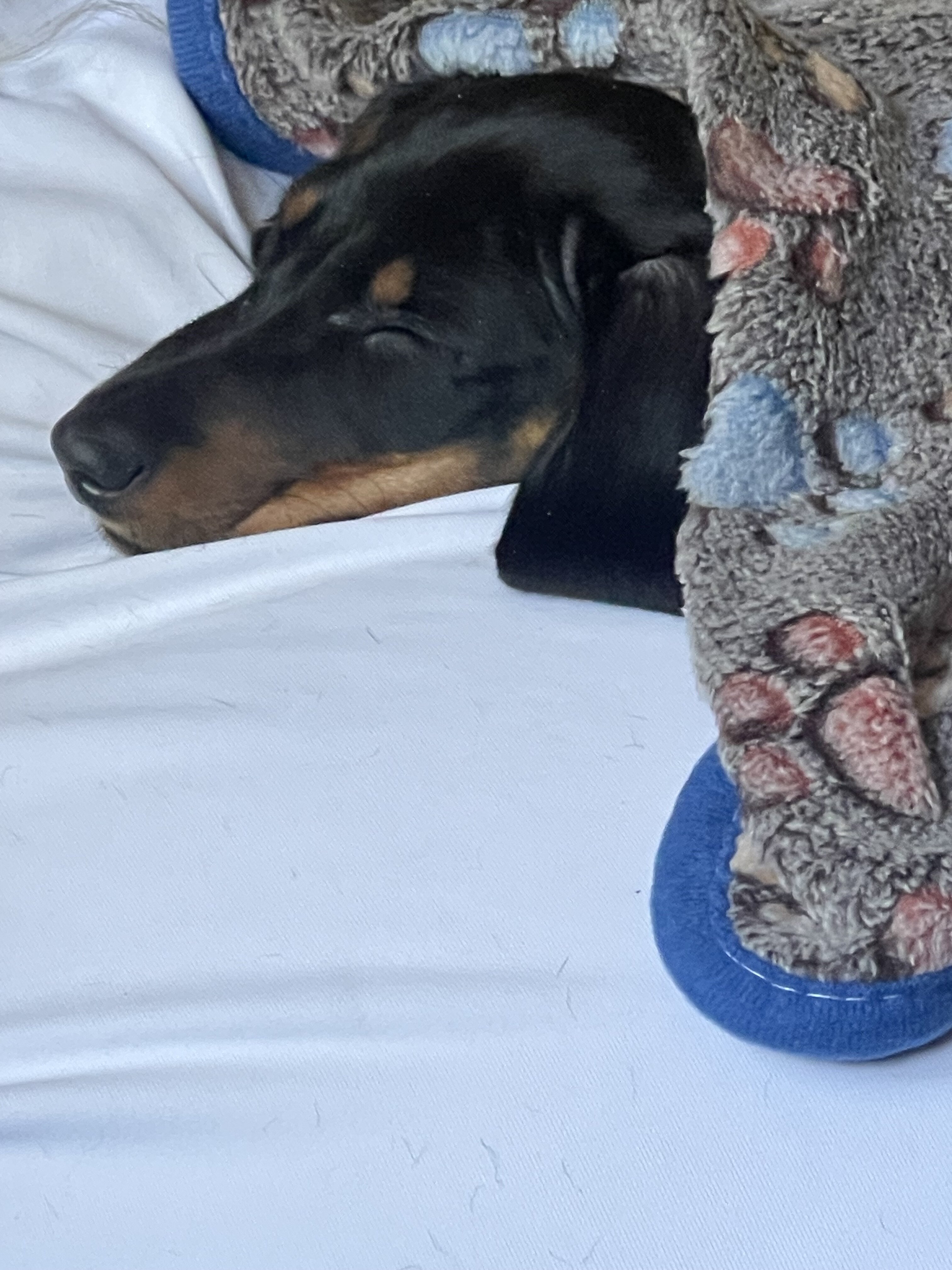 Mini dachshund male puppy image 2