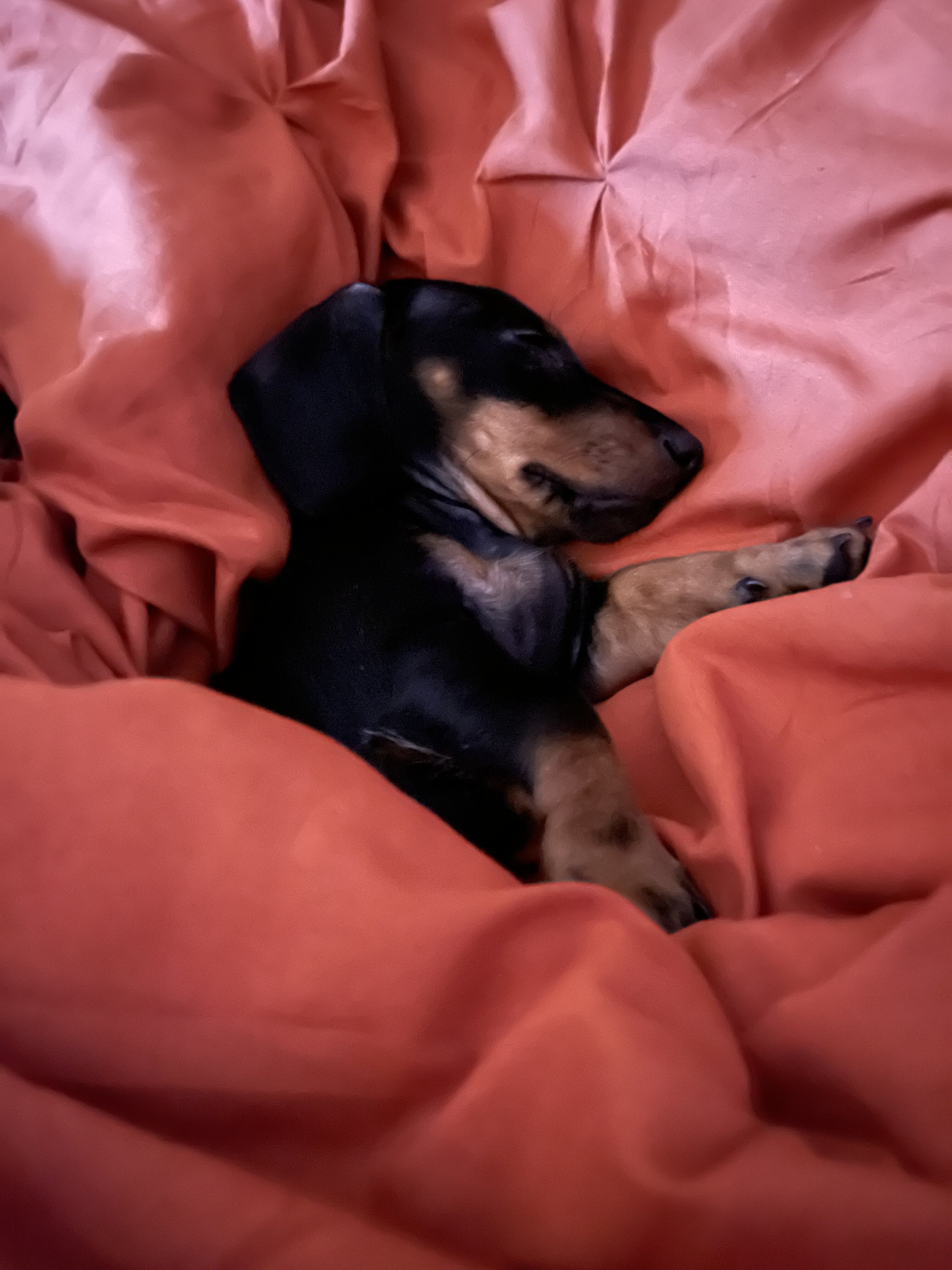 Mini dachshund male puppy image 3