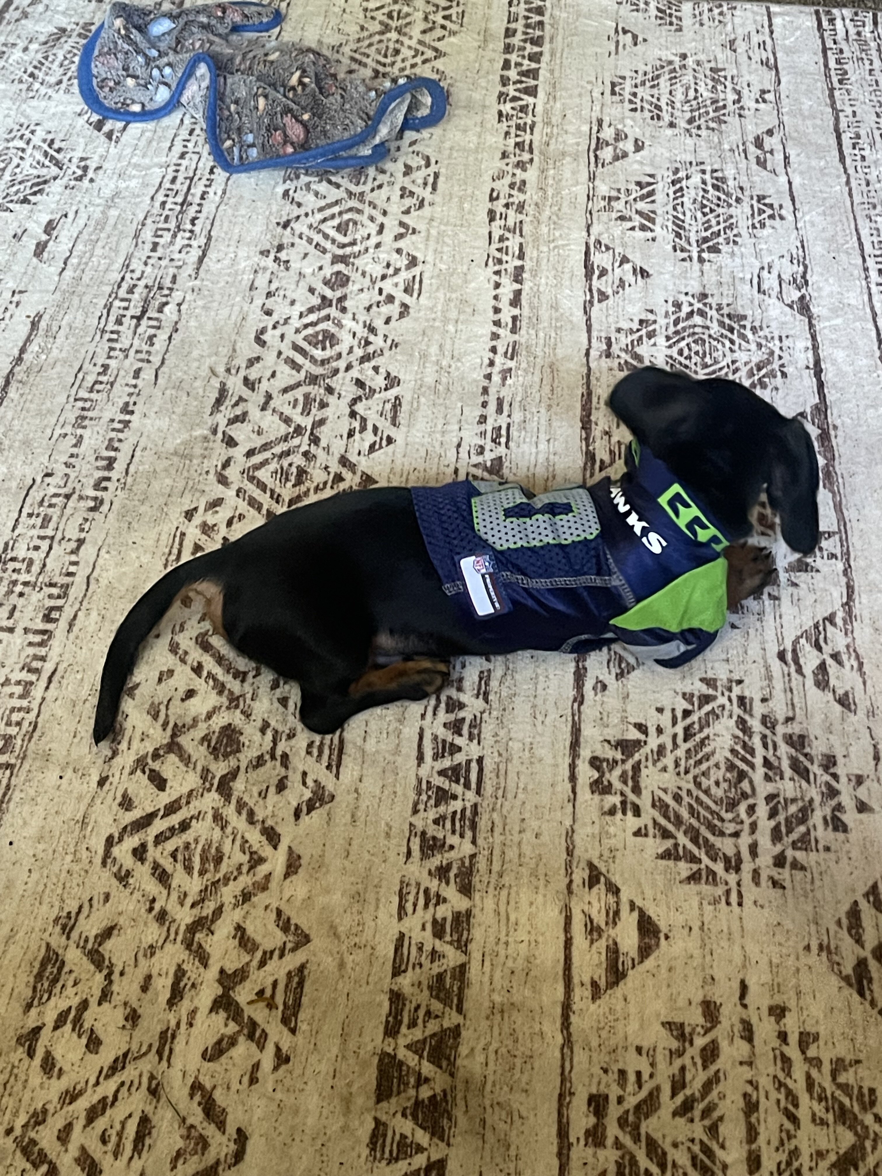 Mini dachshund male puppy image 4