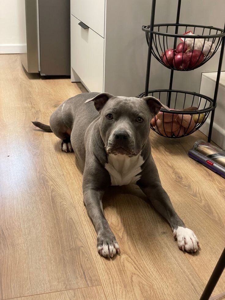 10 months old pitbull image 2