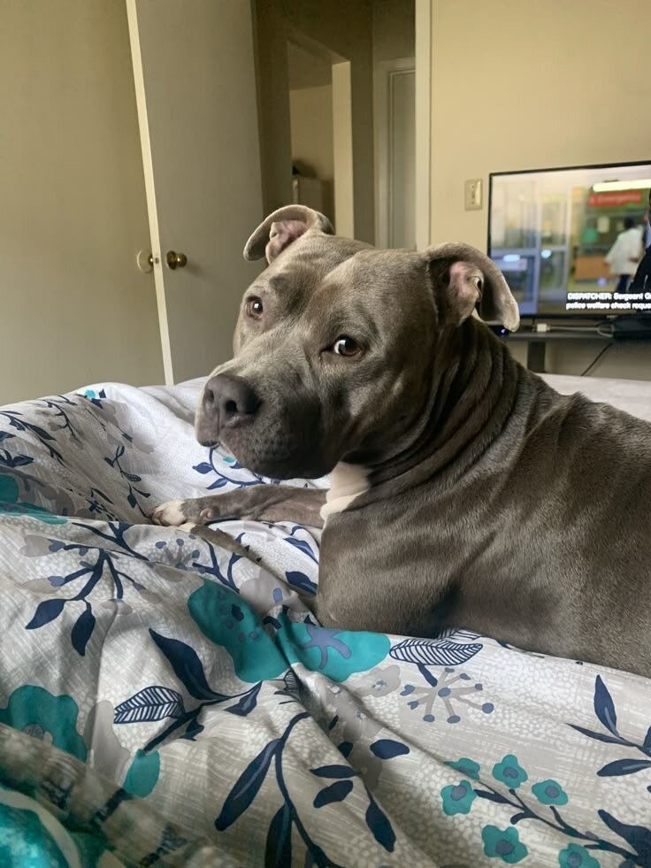 10 months old pitbull image 1