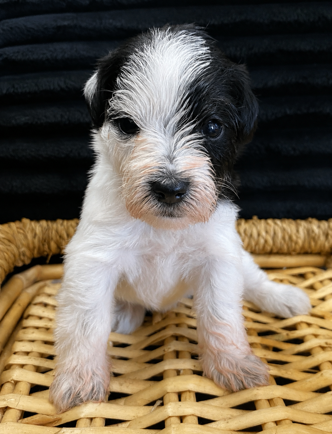 AKC MINIATURE SCHNAUZER image 1