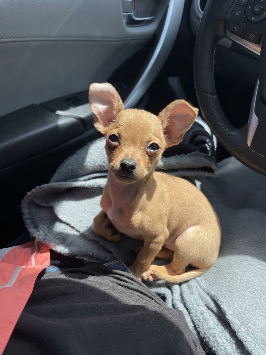 Sweet&playful Chihuahua Puppy(11 Weeks)Vet checked image 3