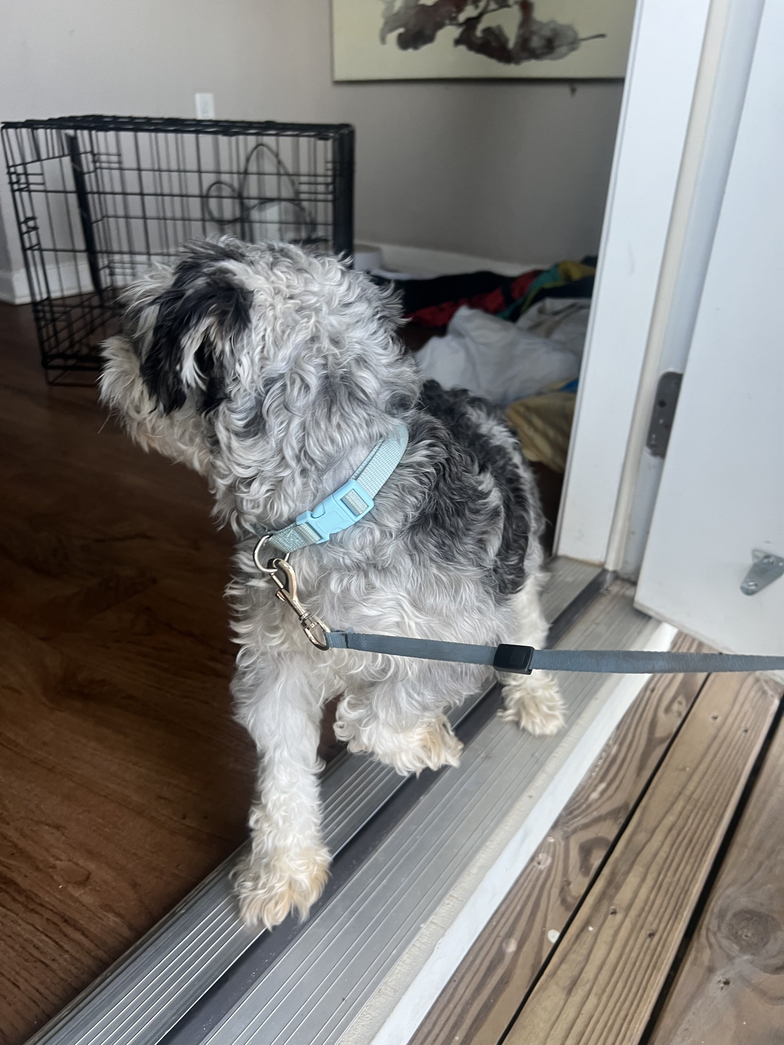 Sweet Miniature Schauzer Looking for a Loving Hom image 3