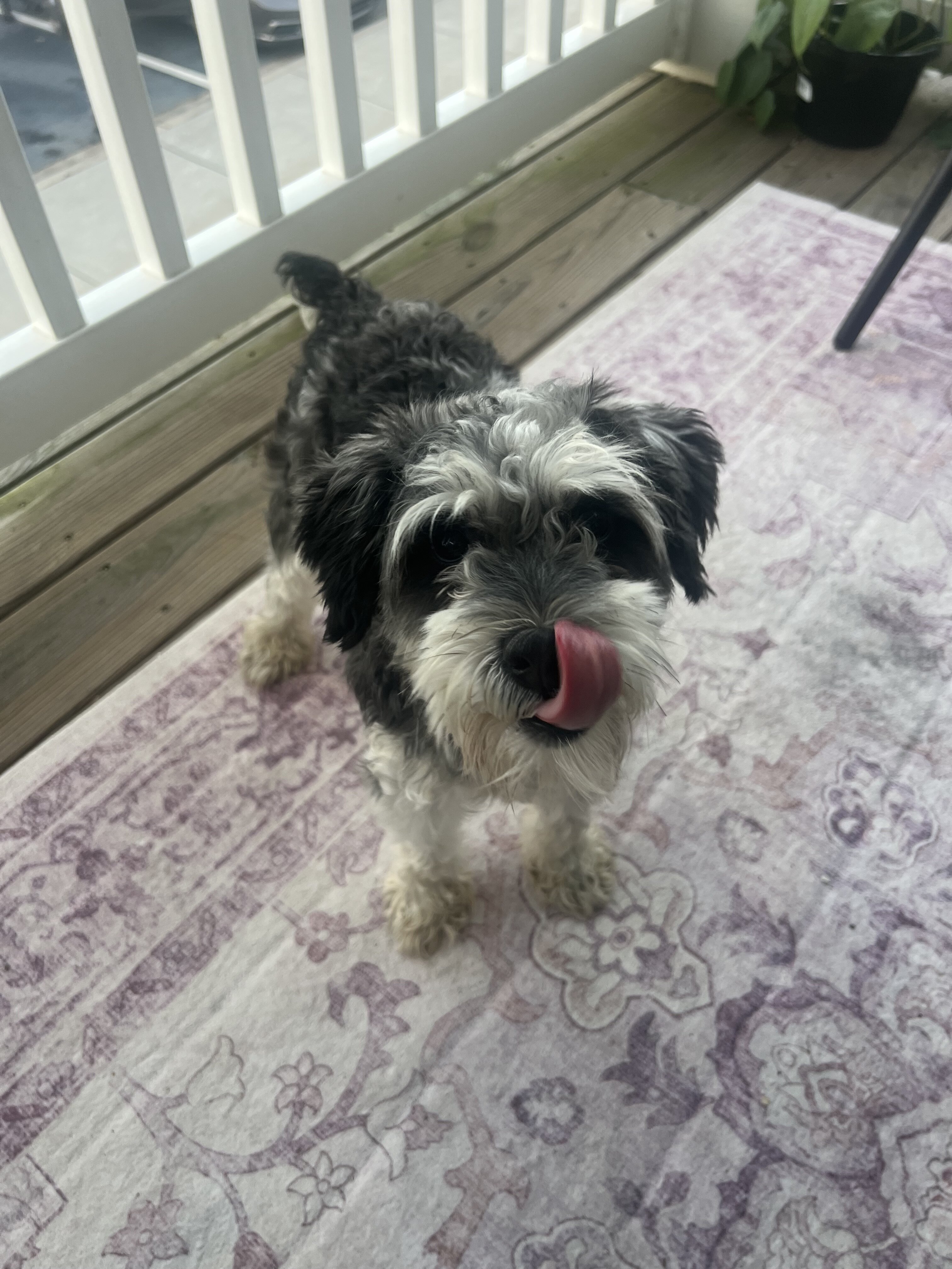 Sweet Miniature Schauzer Looking for a Loving Hom image 4