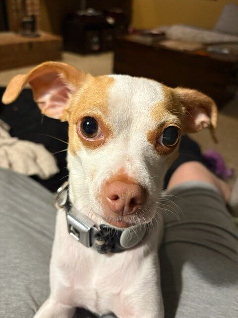 Super cute dog image 1