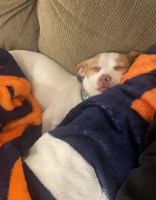 Super cute dog image 2