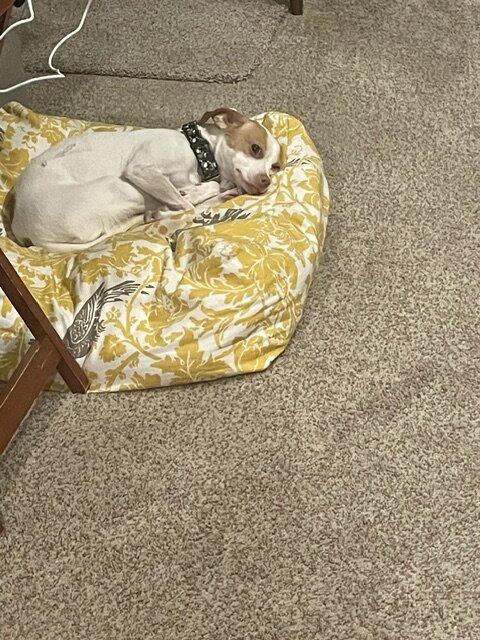 Super cute dog image 4