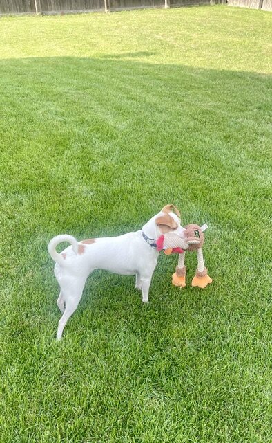 Super cute dog image 3