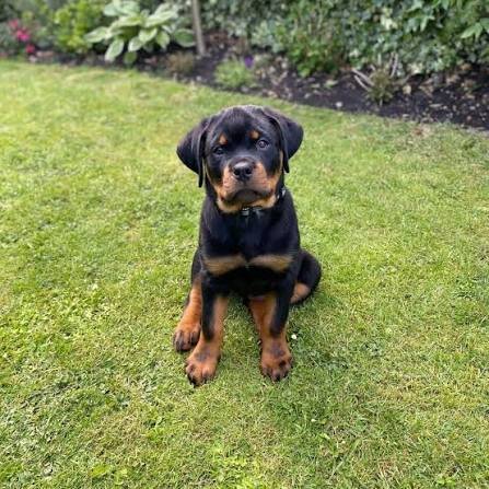 puppy image 1