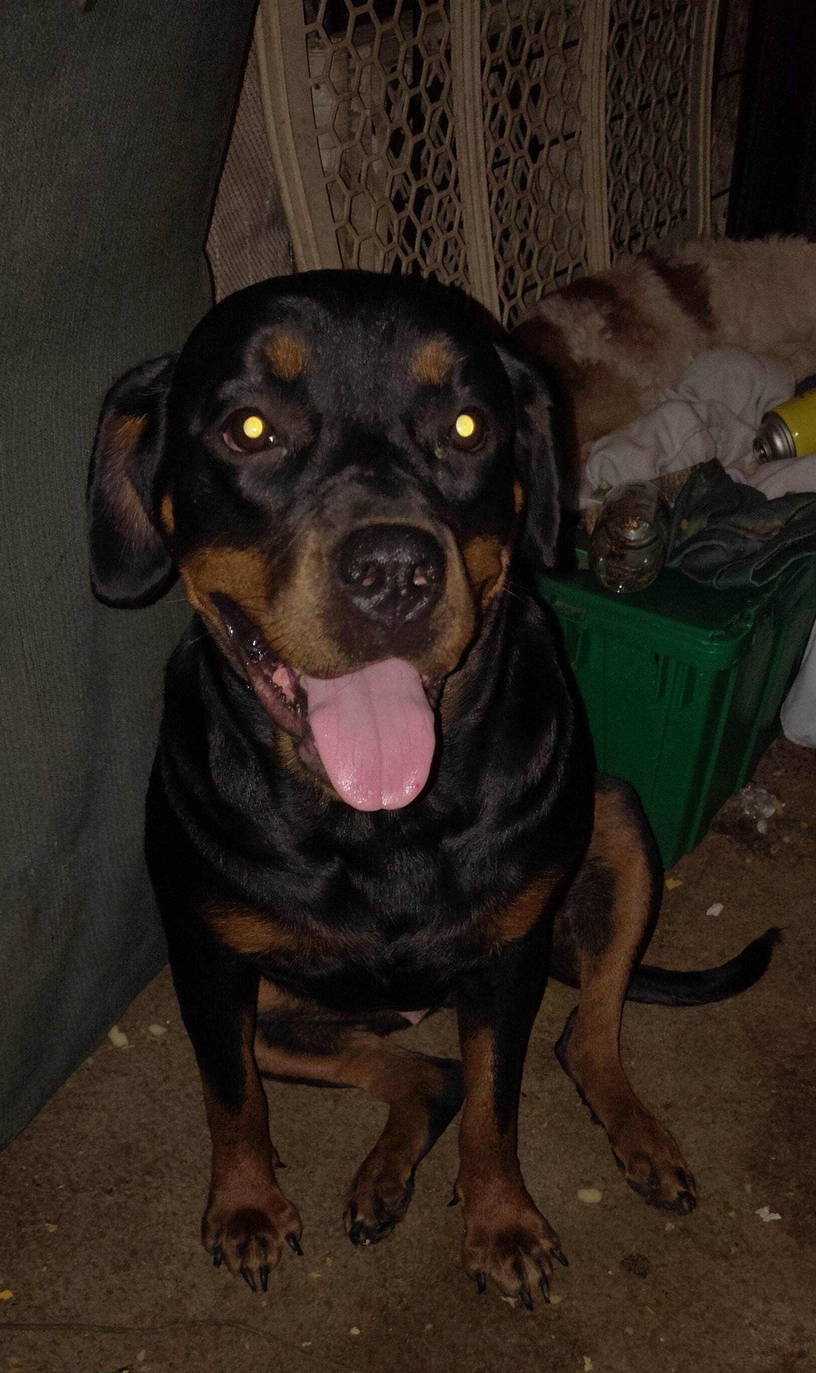 German Rottweiler needing good home! image 1