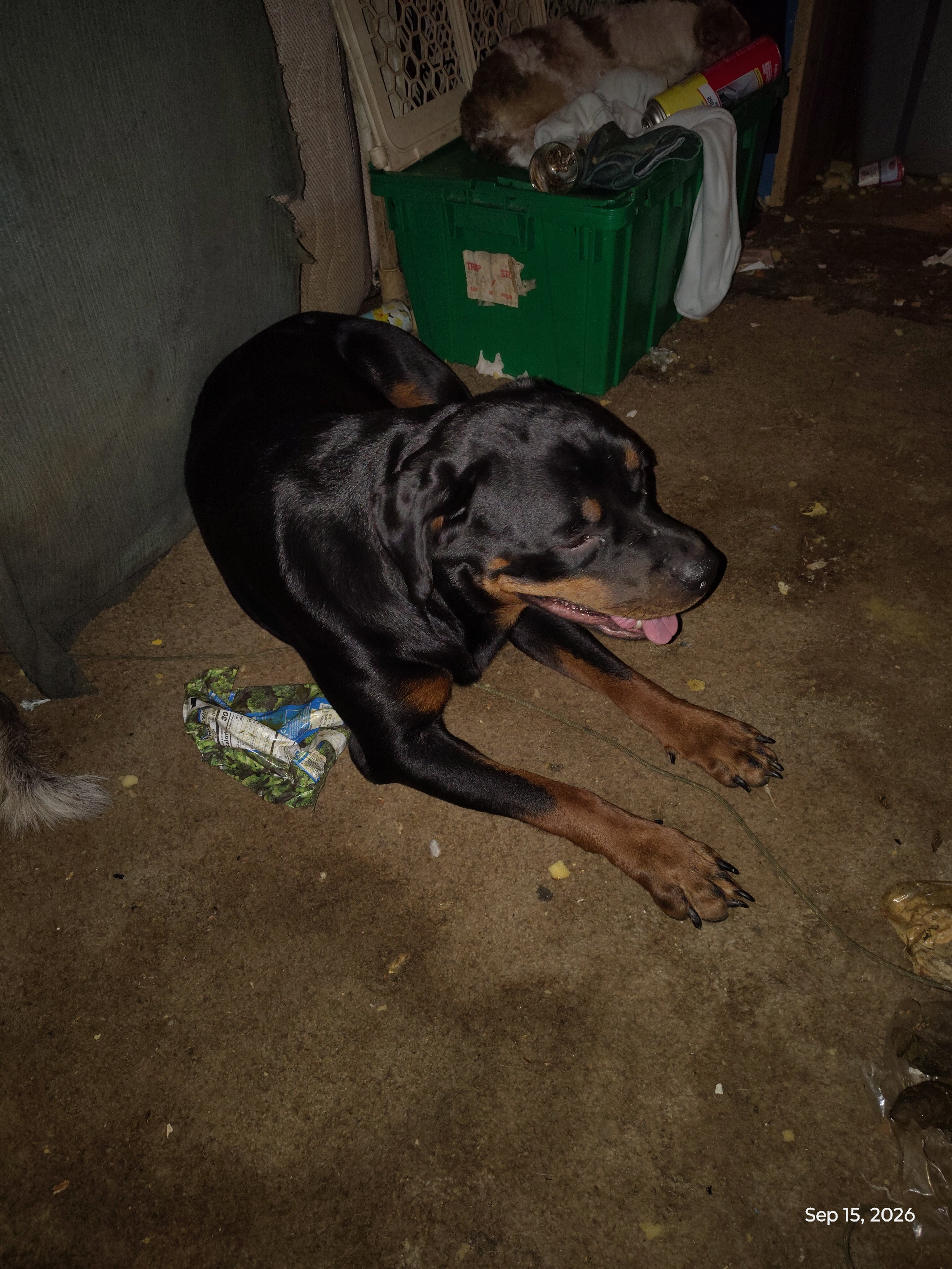 German Rottweiler needing good home! image 2