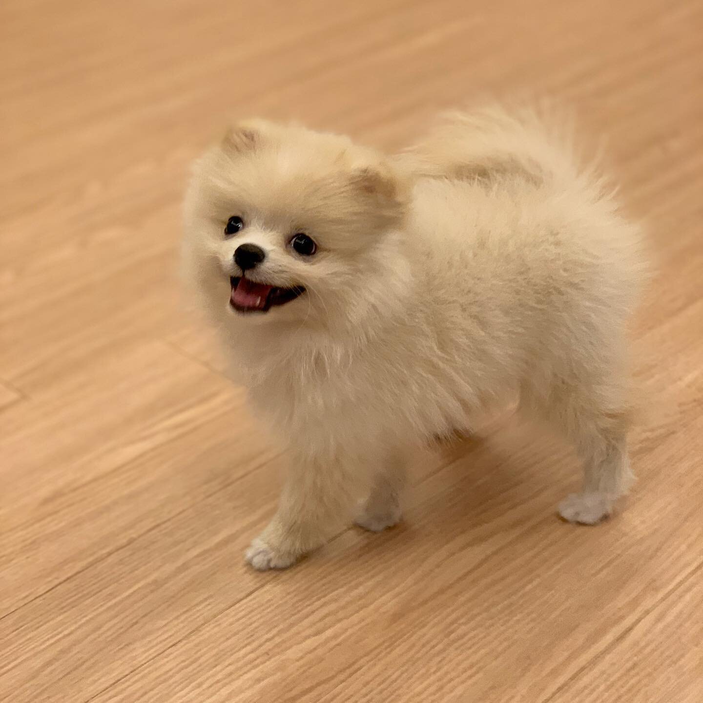 Sweet 10-week-old Pomeranian Puppy image 2
