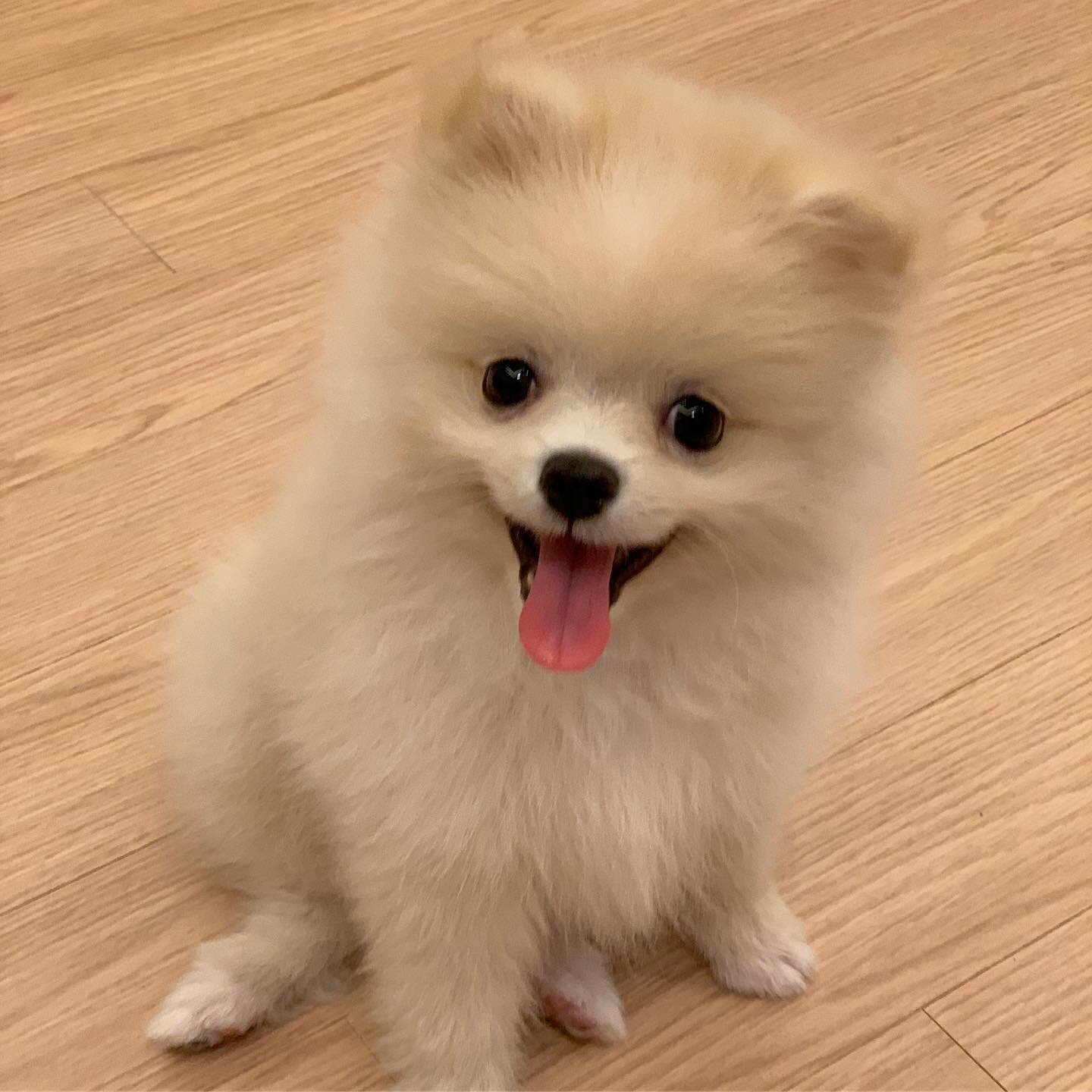 Sweet 10-week-old Pomeranian Puppy image 3