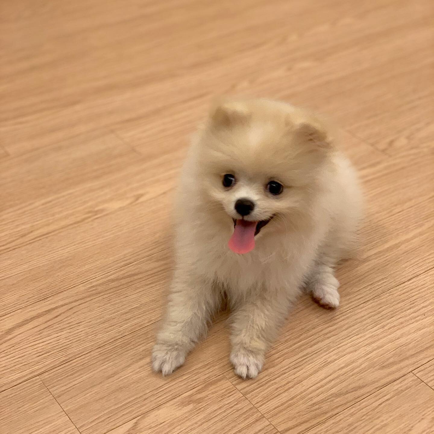 Sweet 10-week-old Pomeranian Puppy image 1