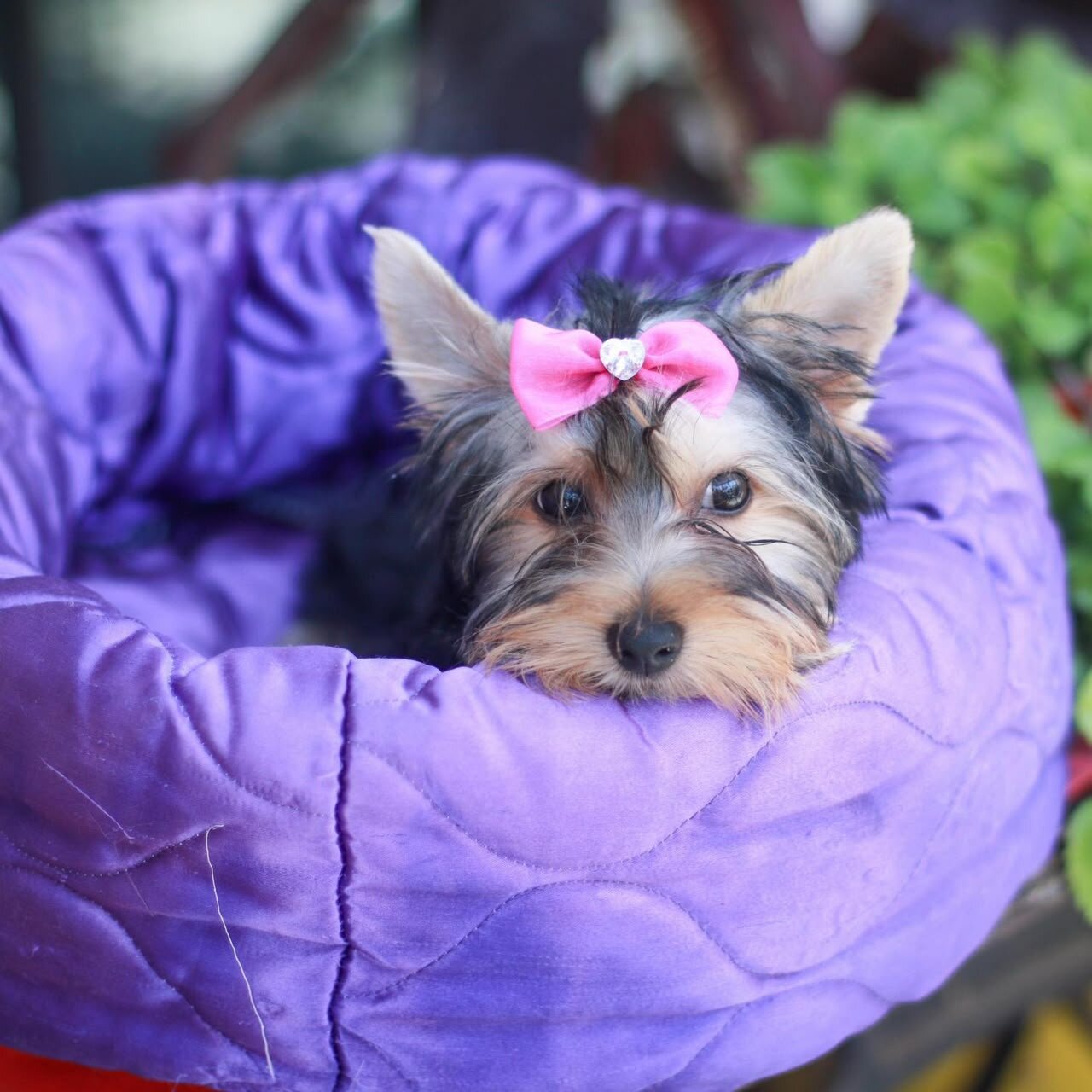 Puppy for Sale – Friendly, Healthy image 2