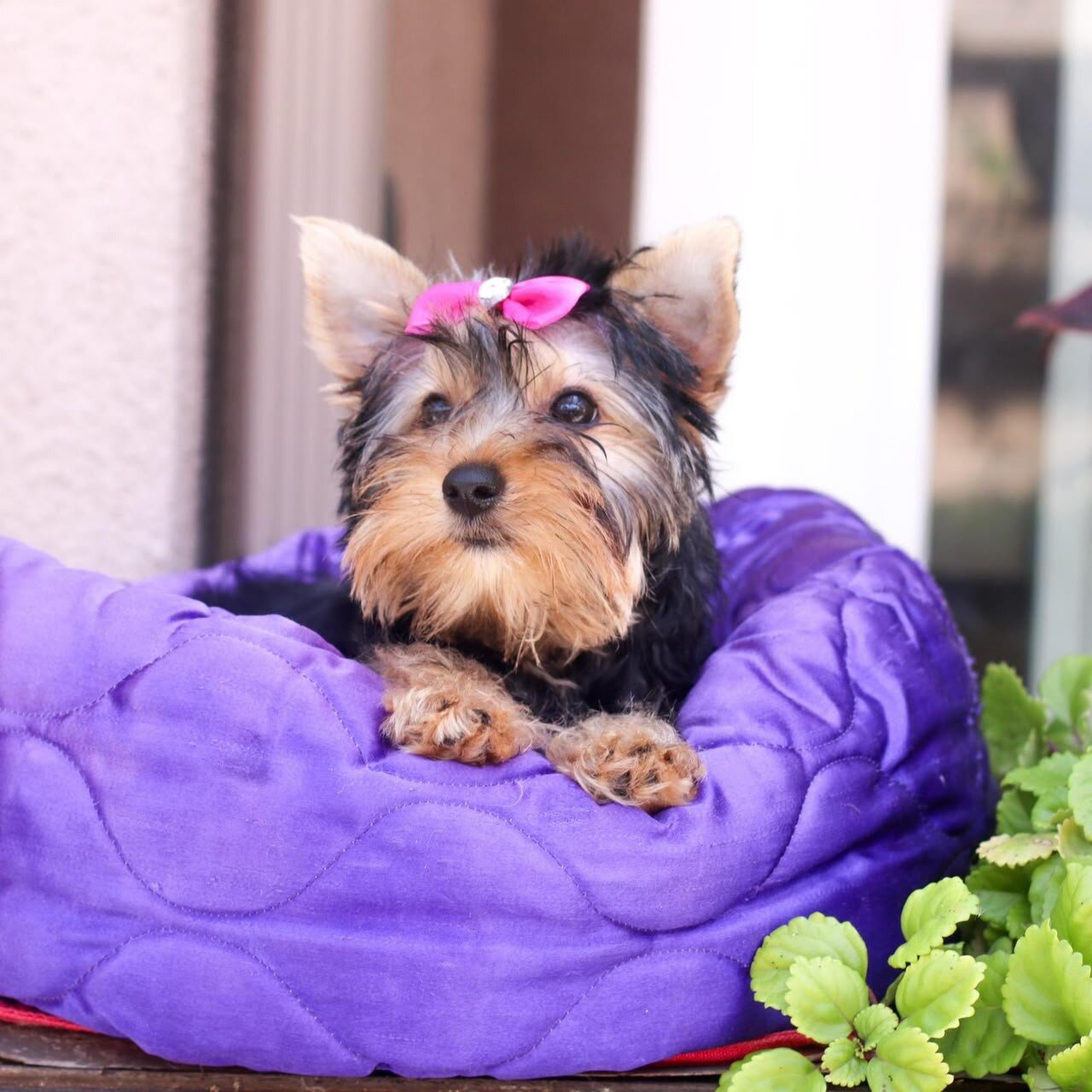 Puppy for Sale – Friendly, Healthy image 4