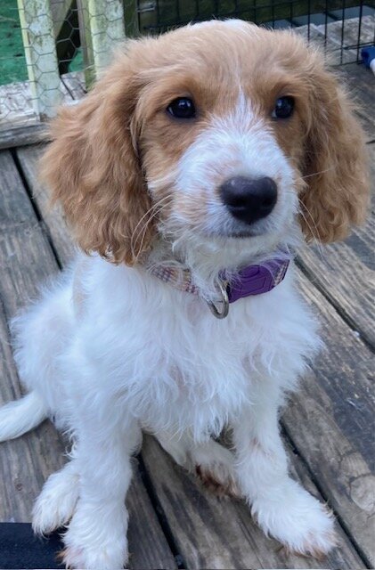 male cavapoo image 1