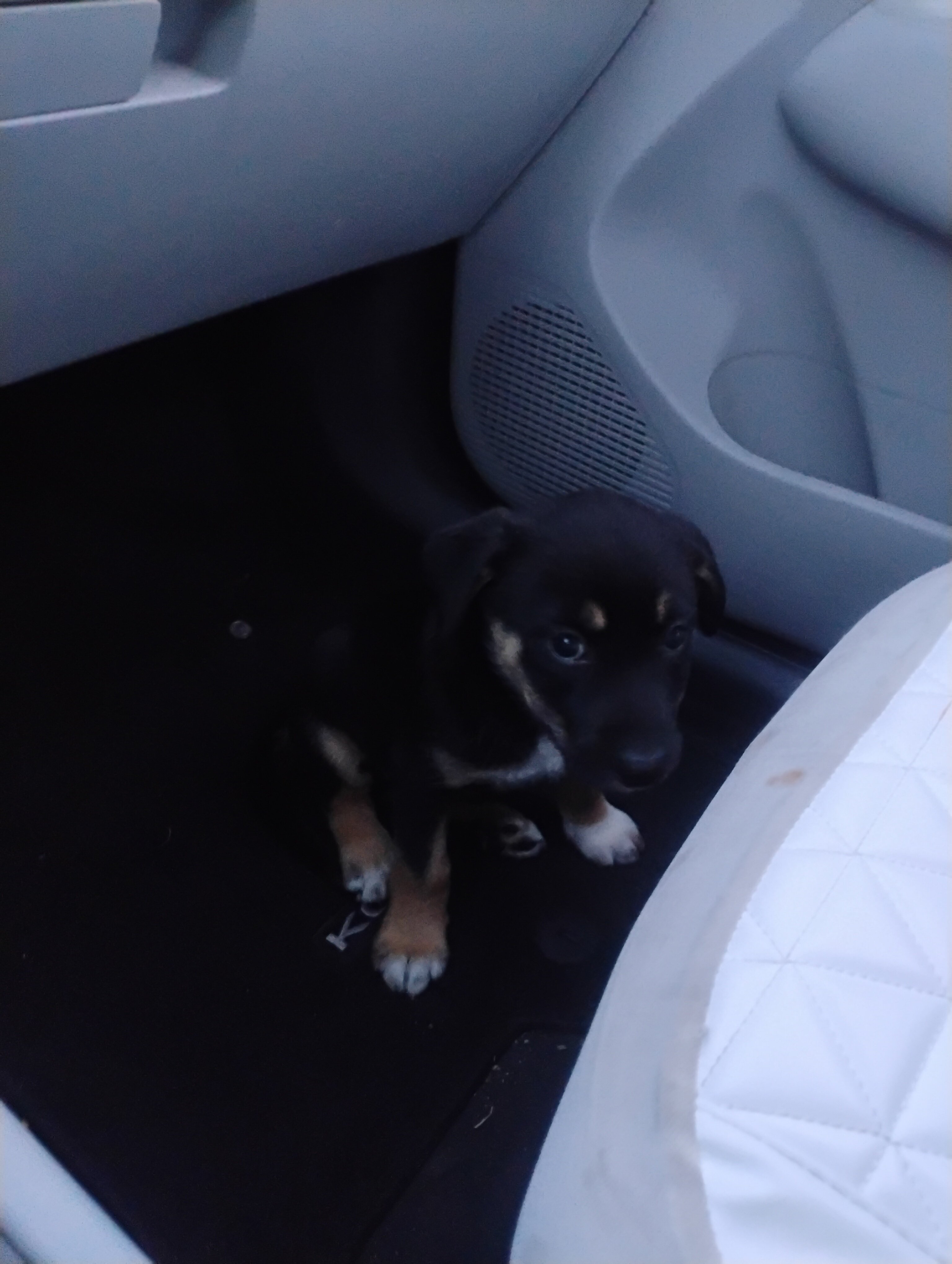 Border collie lab mix puppy image 3