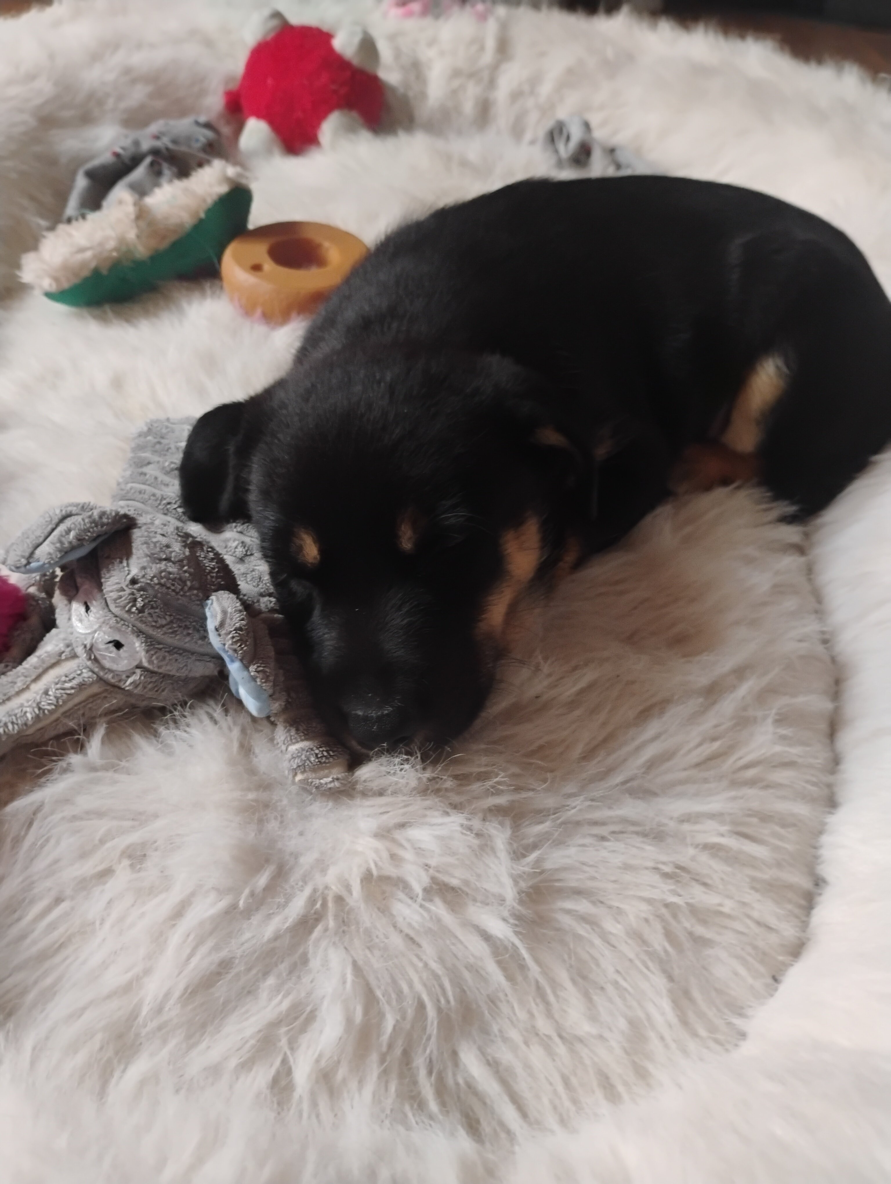 Border collie lab mix puppy image 2