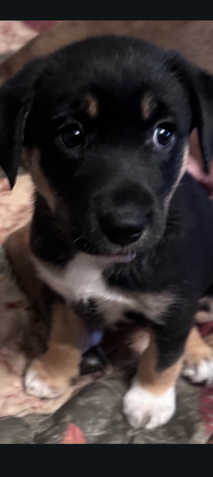 Border collie lab mix puppy image 1