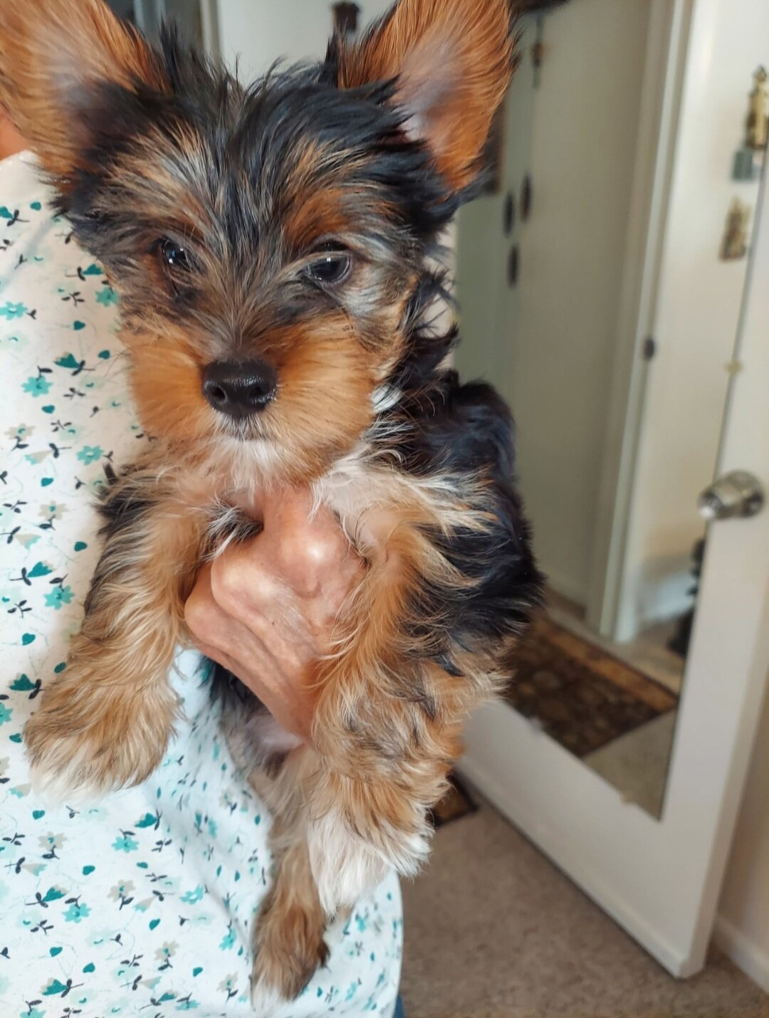 Yorkie Male Yorkshire Terrier image 1