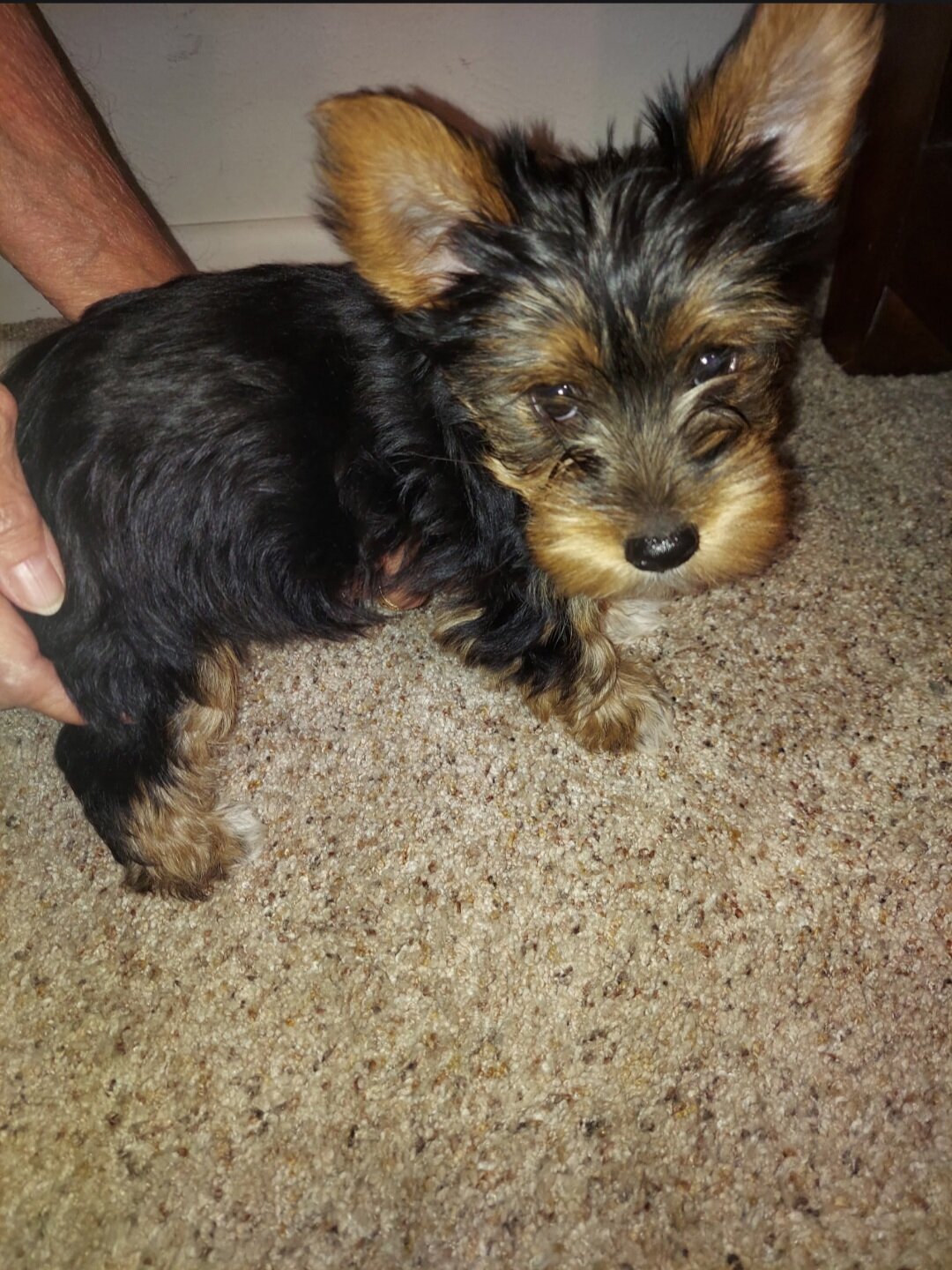 Yorkie Male Yorkshire Terrier image 2
