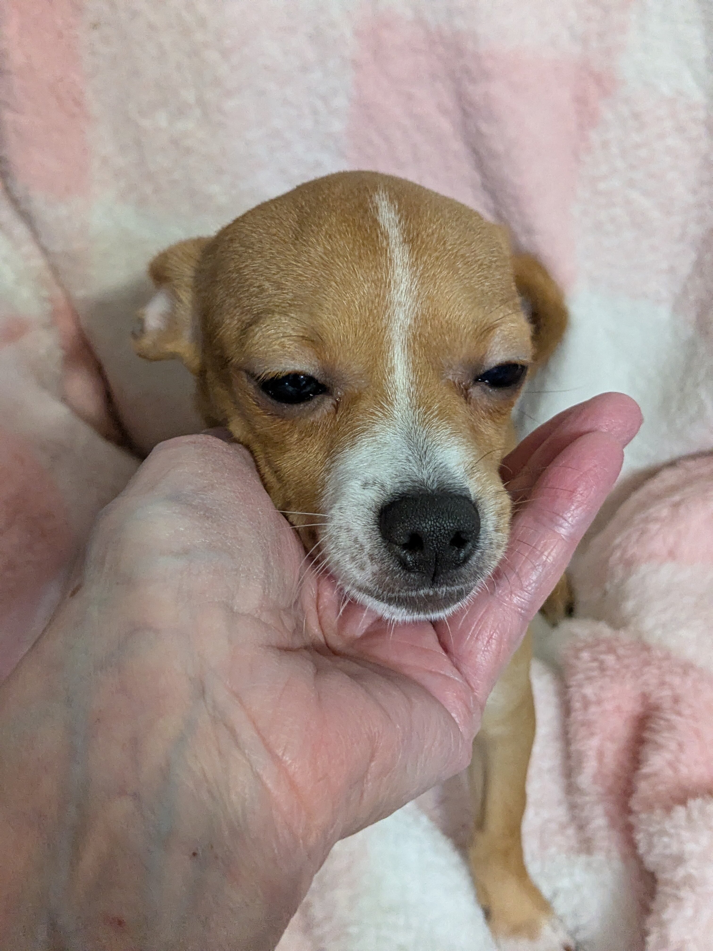 Male Chihuahua pup image 5