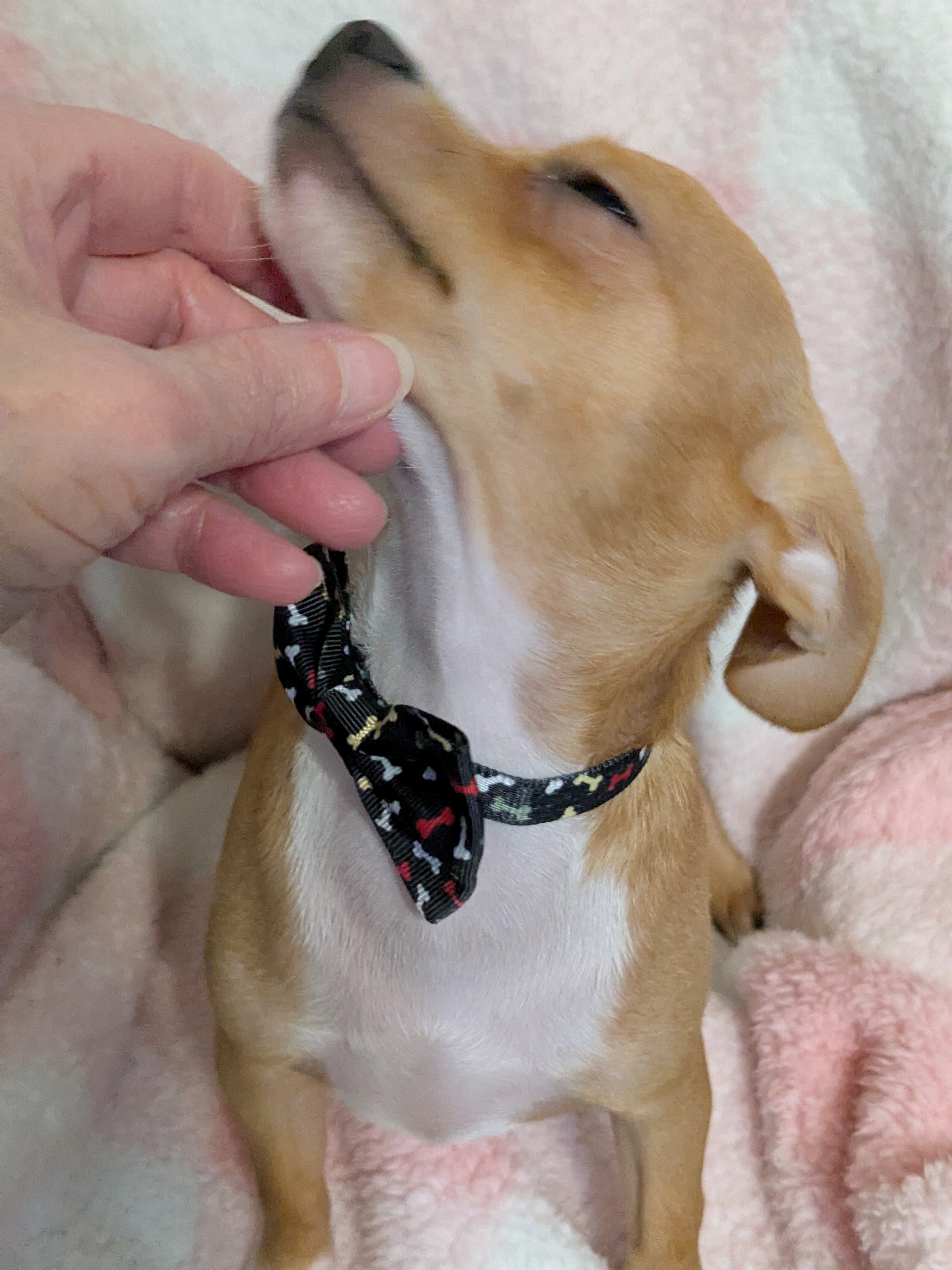 Male Chihuahua pup image 4