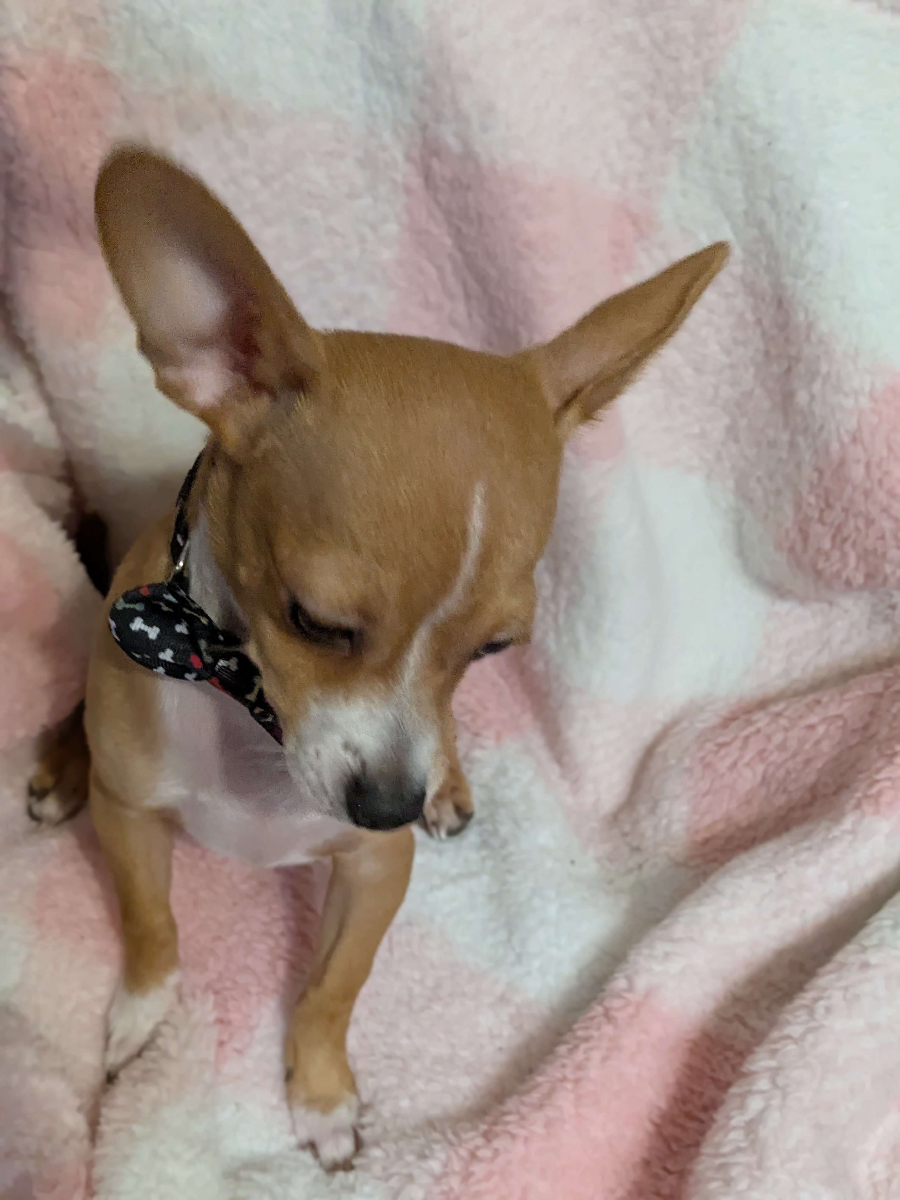 Male Chihuahua pup image 3