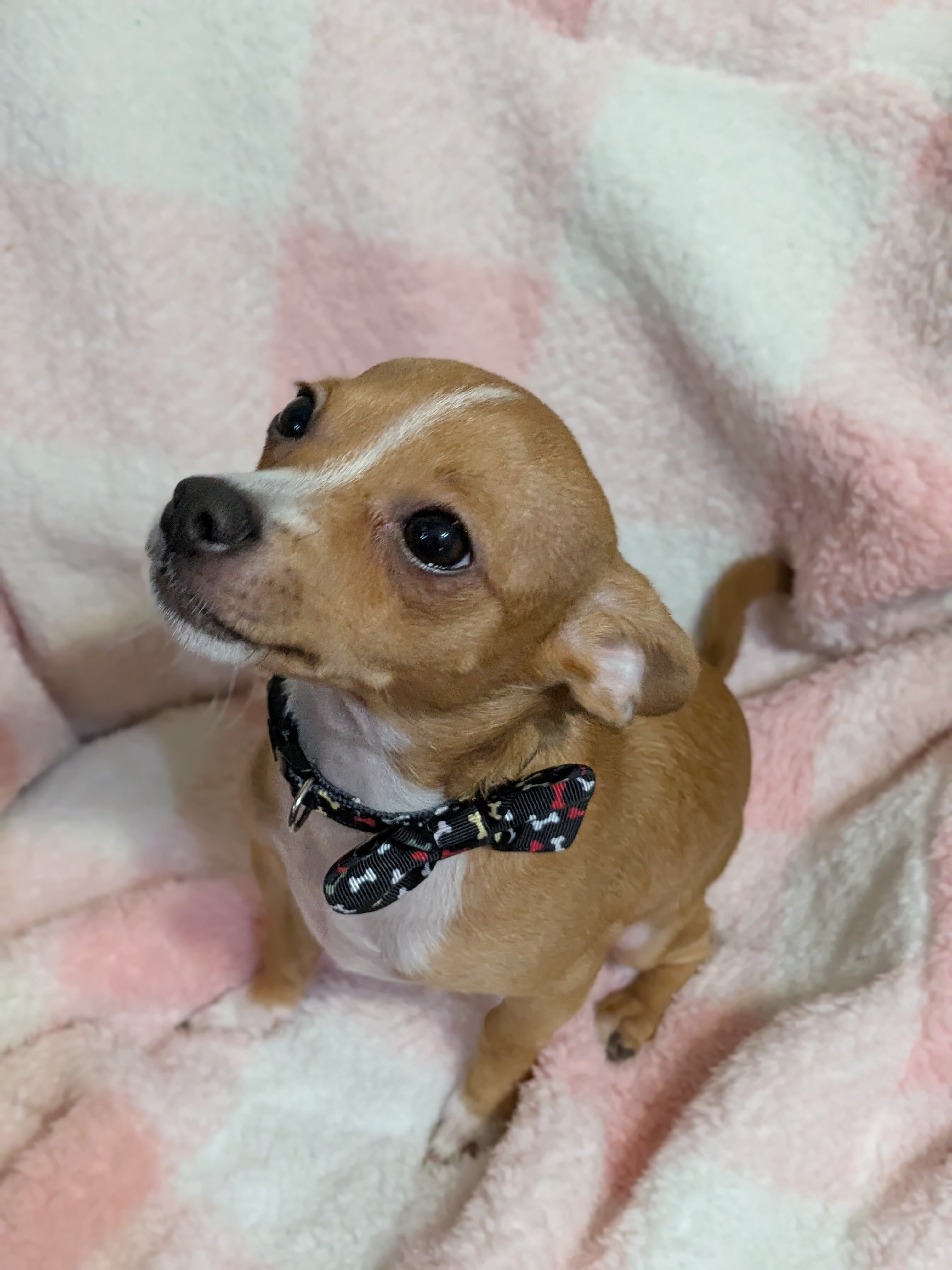Male Chihuahua pup image 2