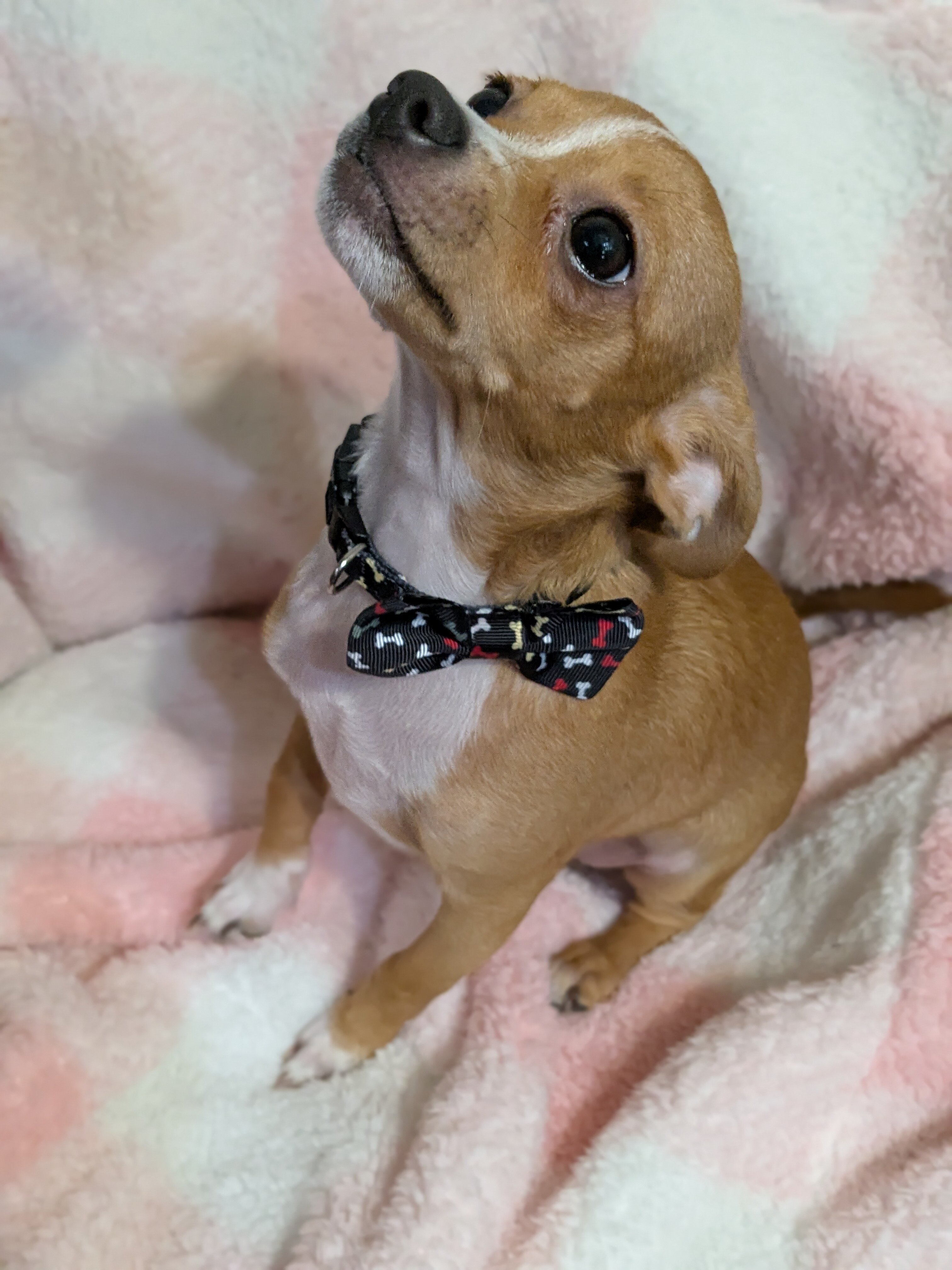 Male Chihuahua pup image 1