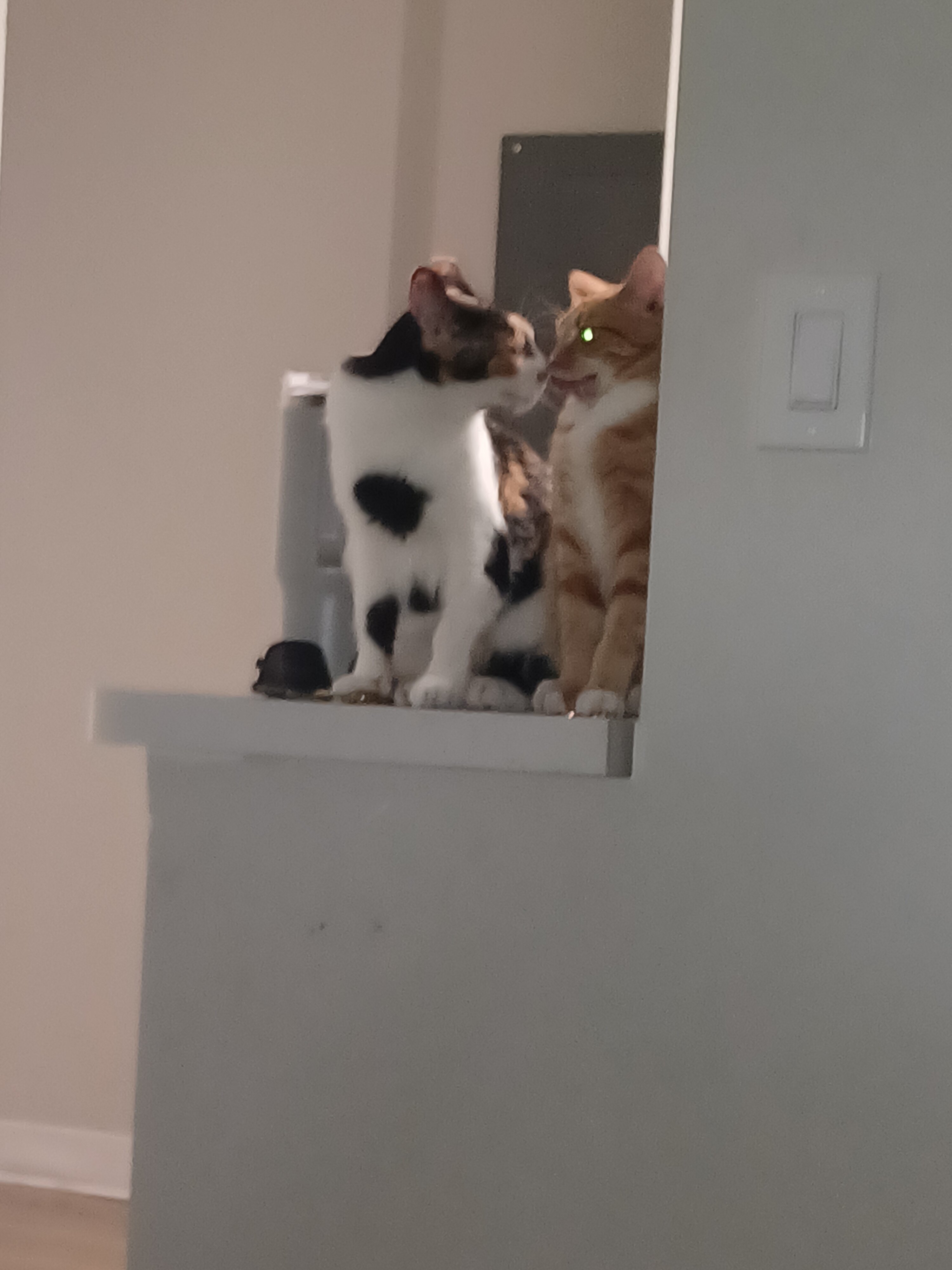 Two Cats. Bonded Pair image 8