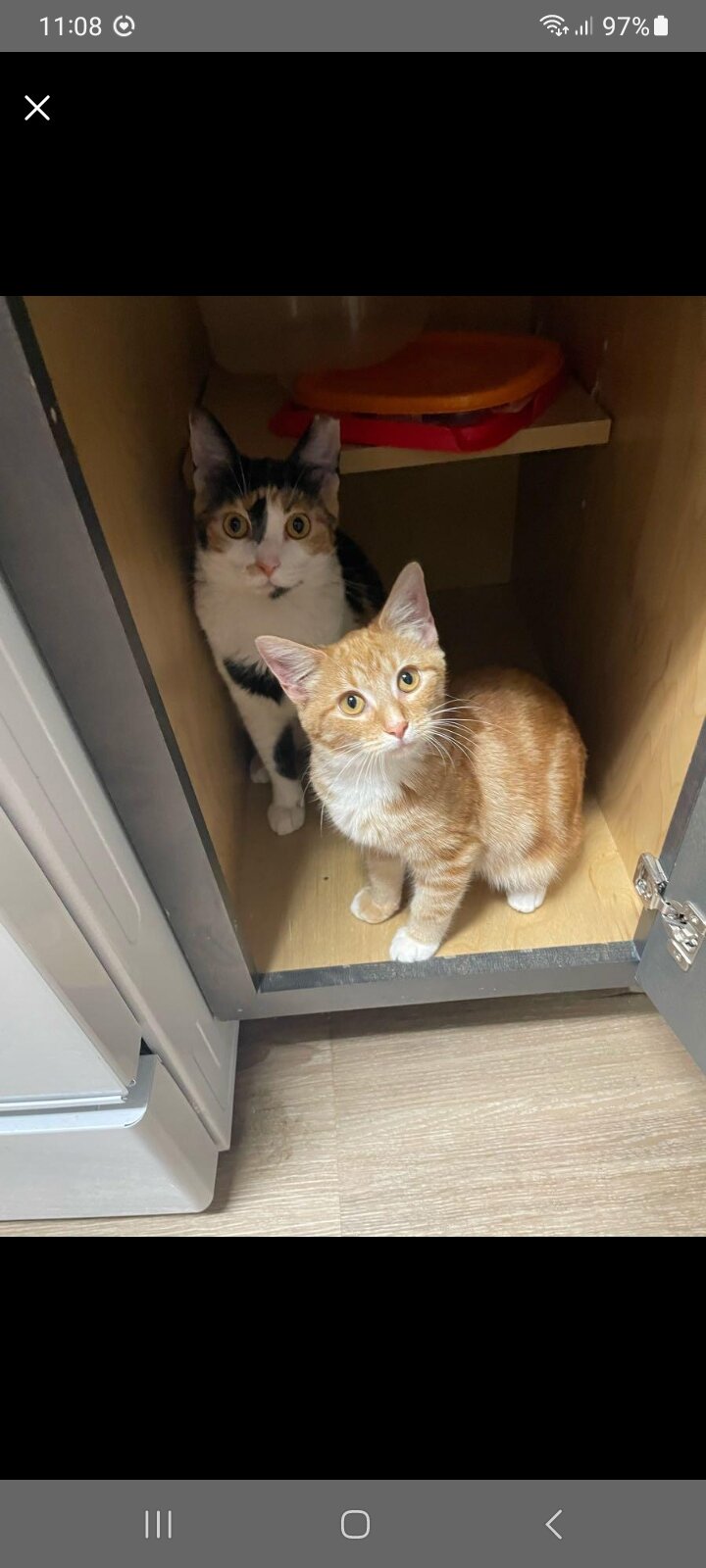Two Cats. Bonded Pair image 9