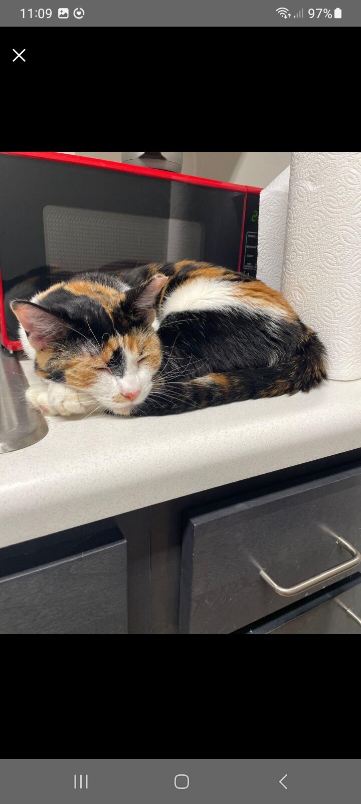Two Cats. Bonded Pair image 5