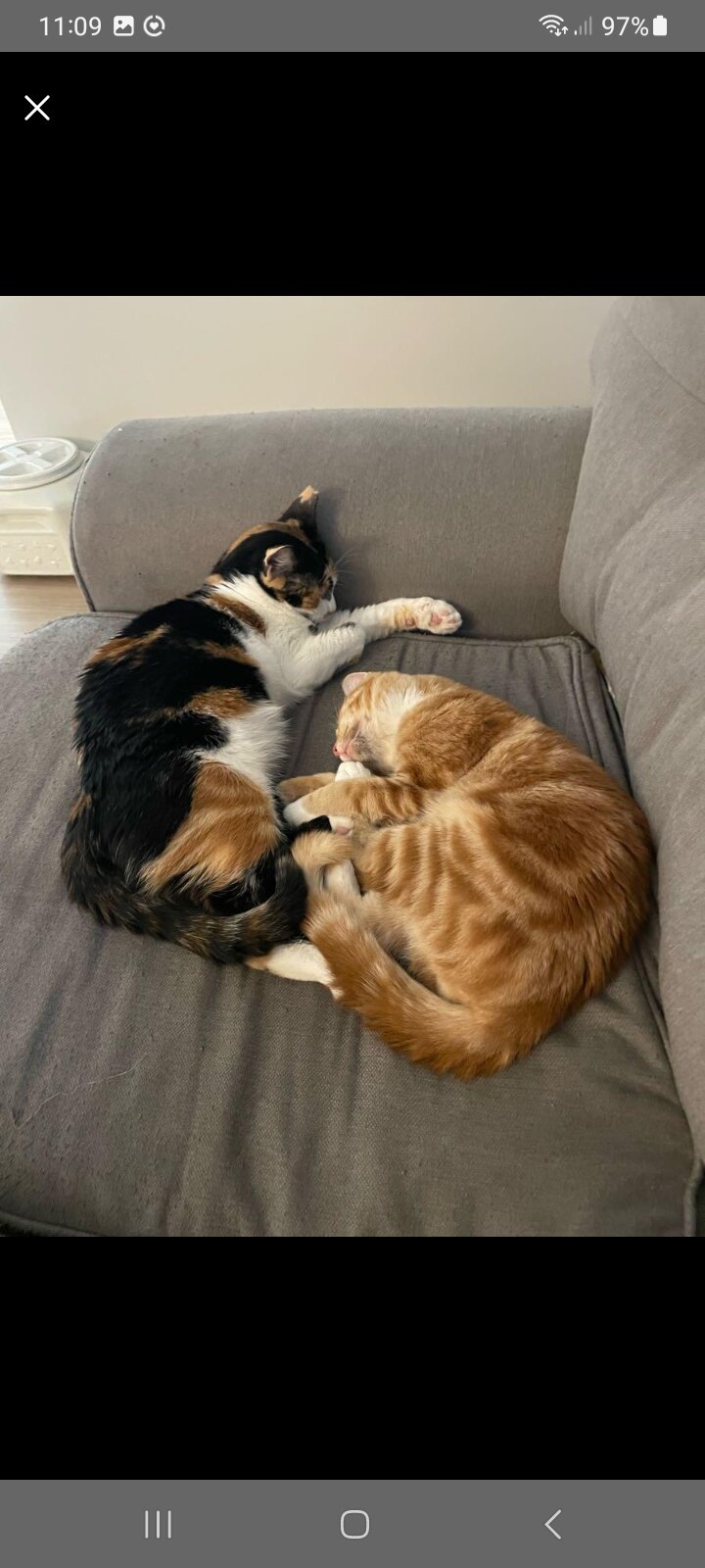 Two Cats. Bonded Pair image 2