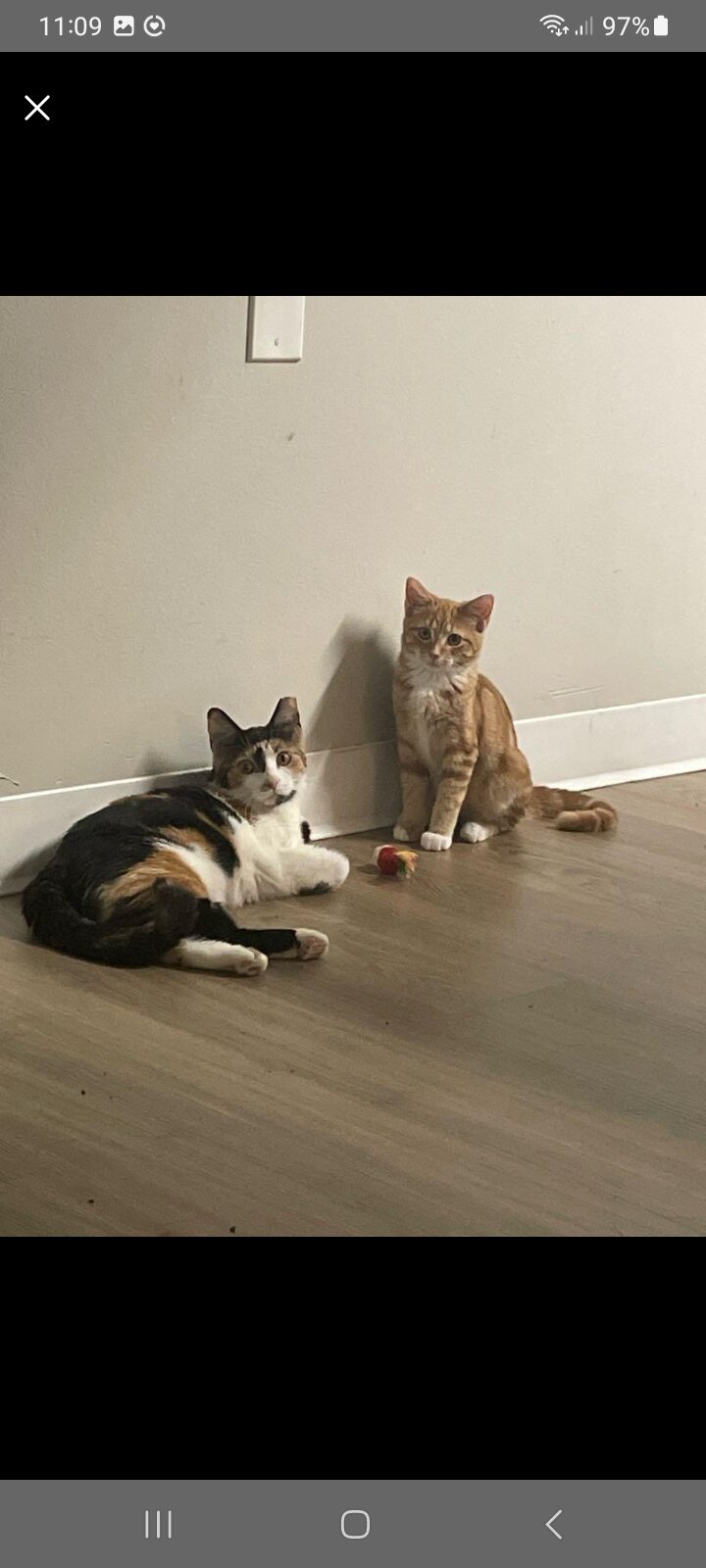 Two Cats. Bonded Pair image 1