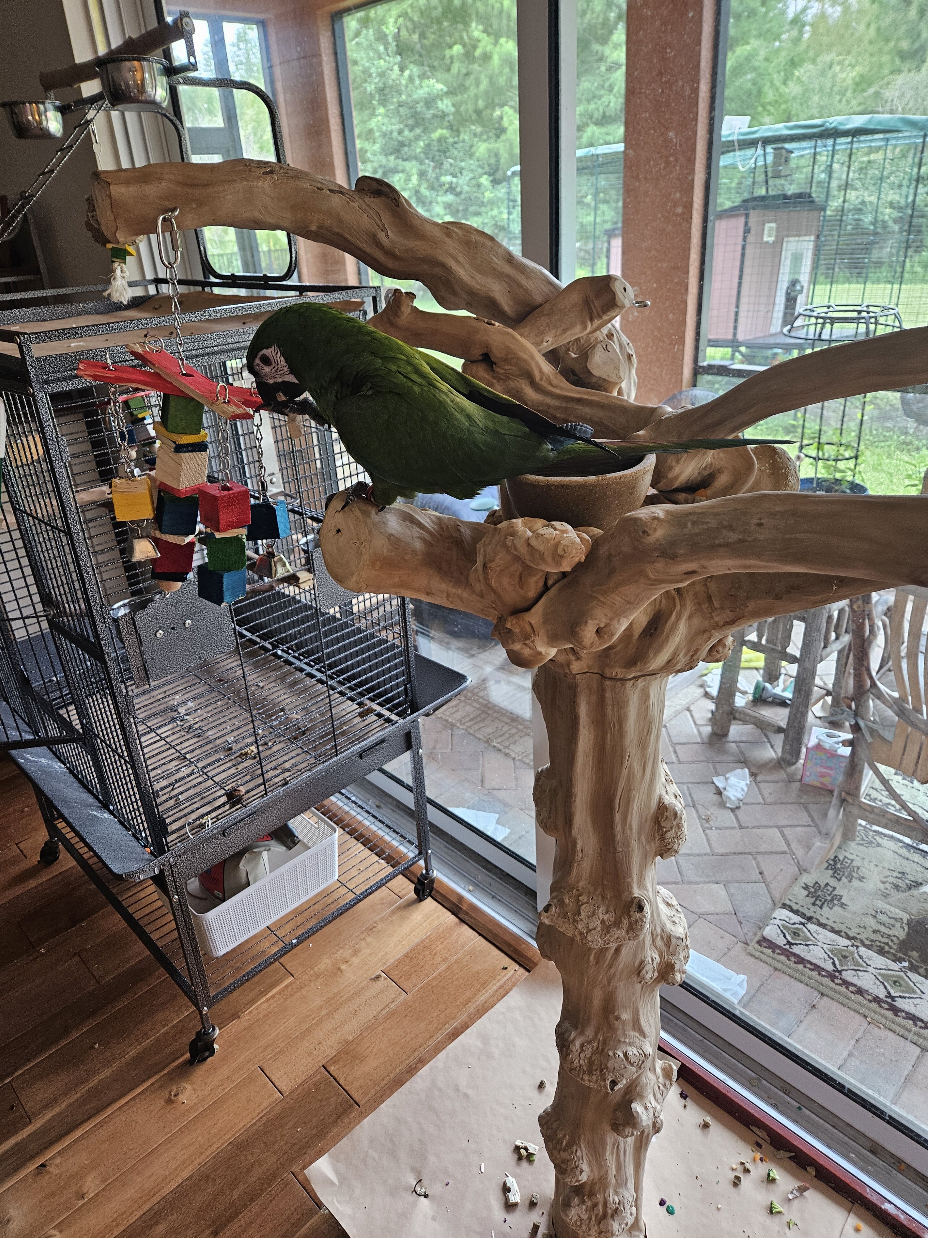 Sever Macaw image 1