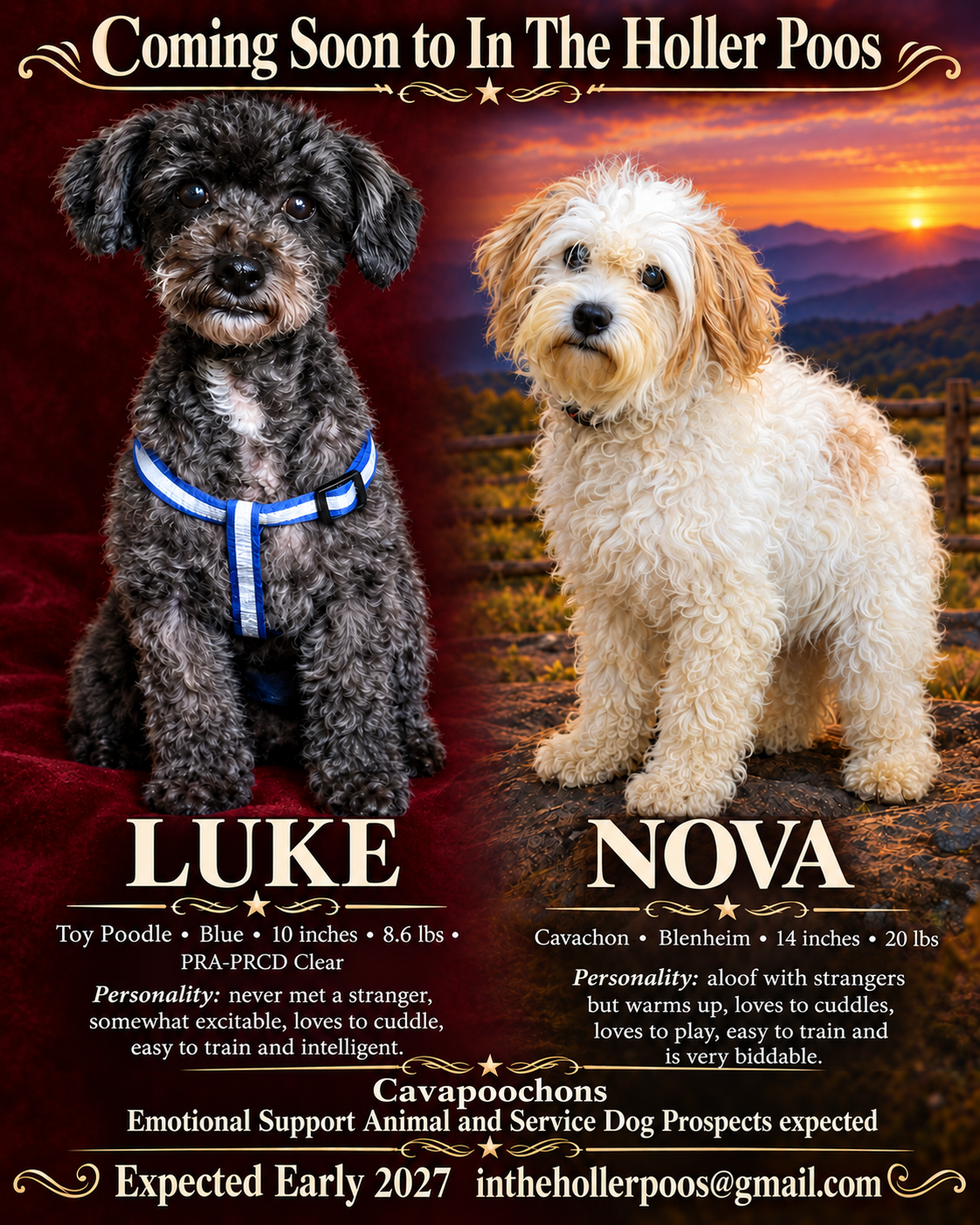 Cavapoochons image 1