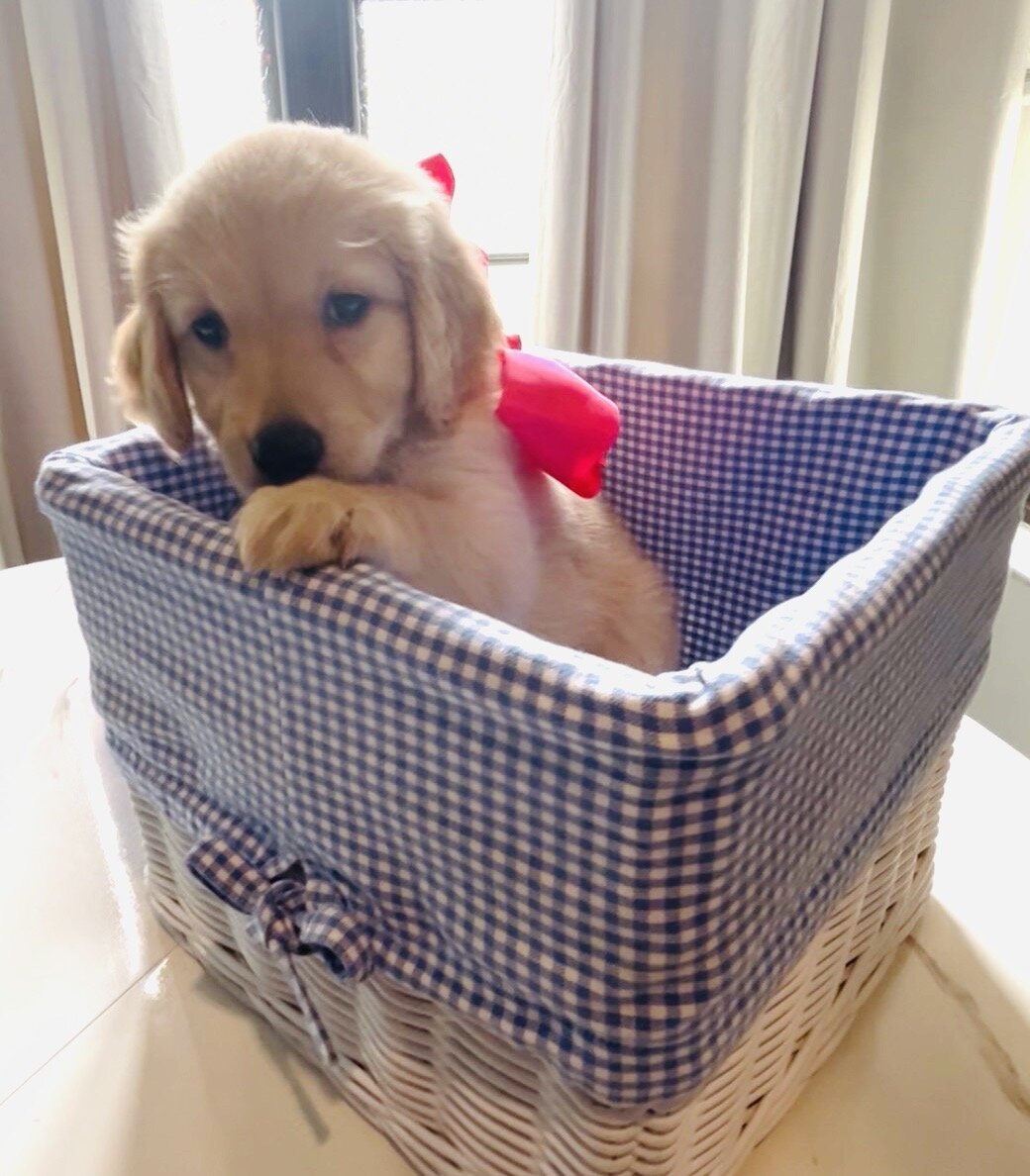 Golden Retriever Puppy image 2