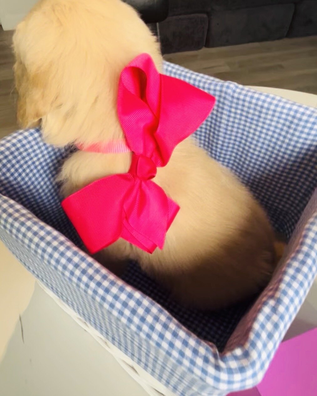 Golden Retriever Puppy image 3