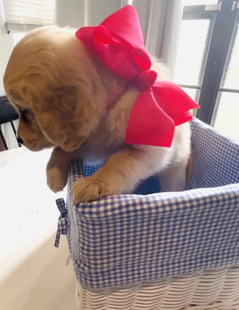Golden Retriever Puppy image 1