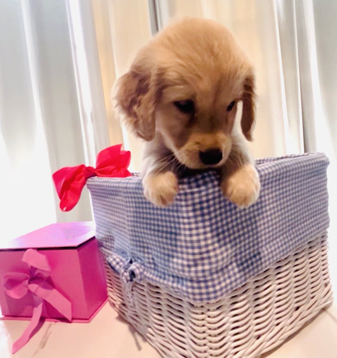 Golden Retriever Puppy image 4