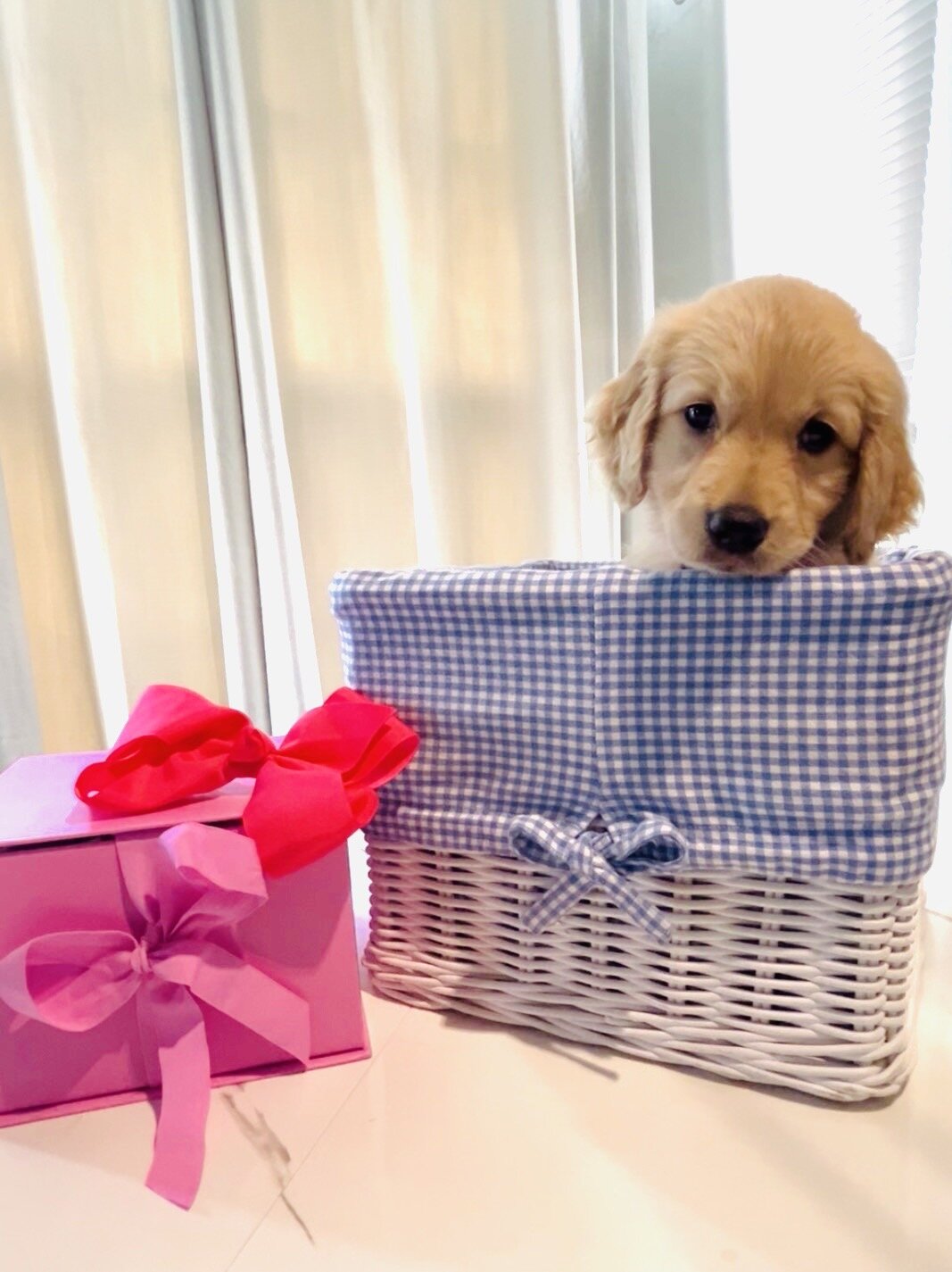 Golden Retriever Puppy image 5