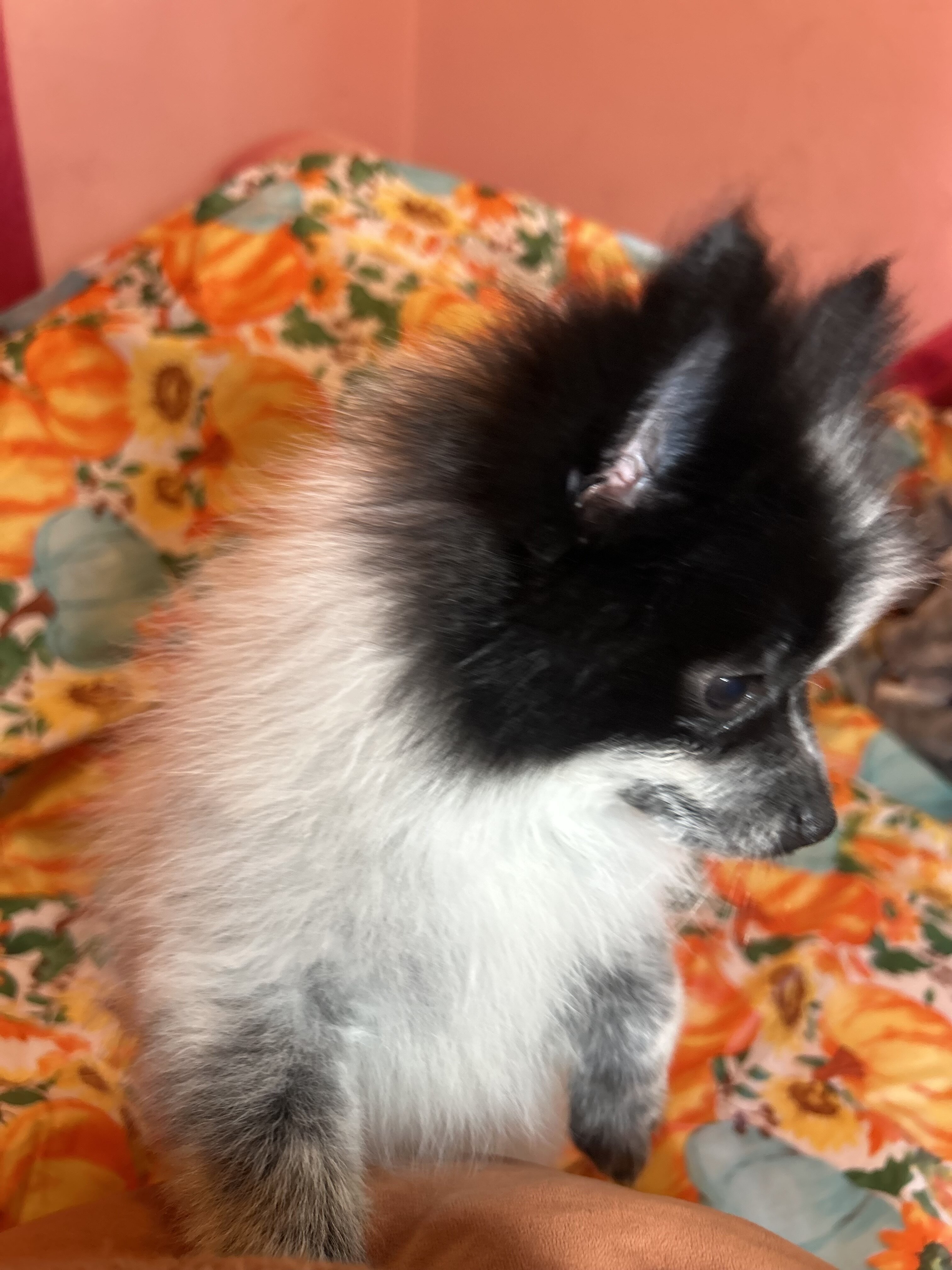 Pomeranian Puppies image 1