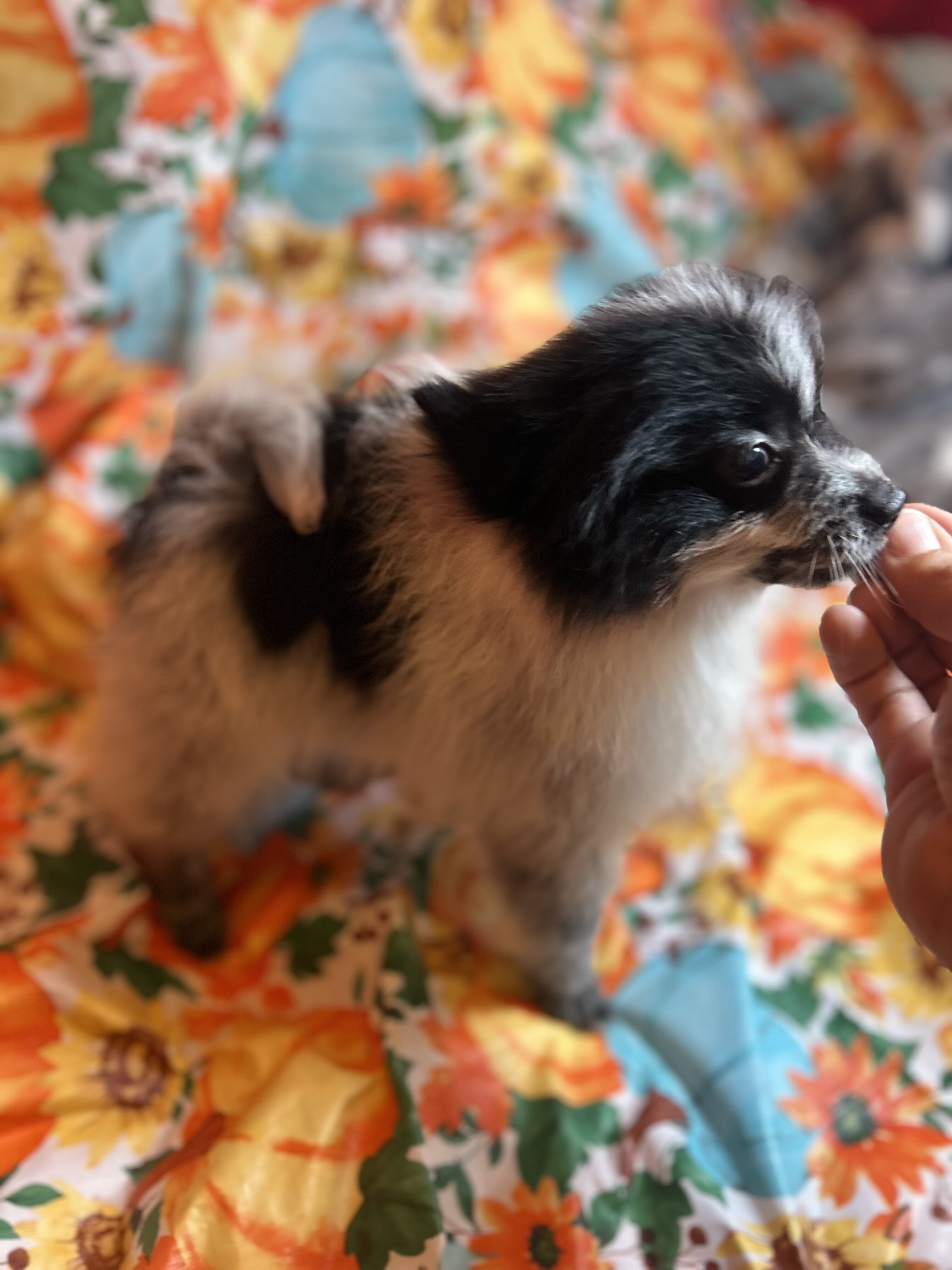 Pomeranian Puppies image 2