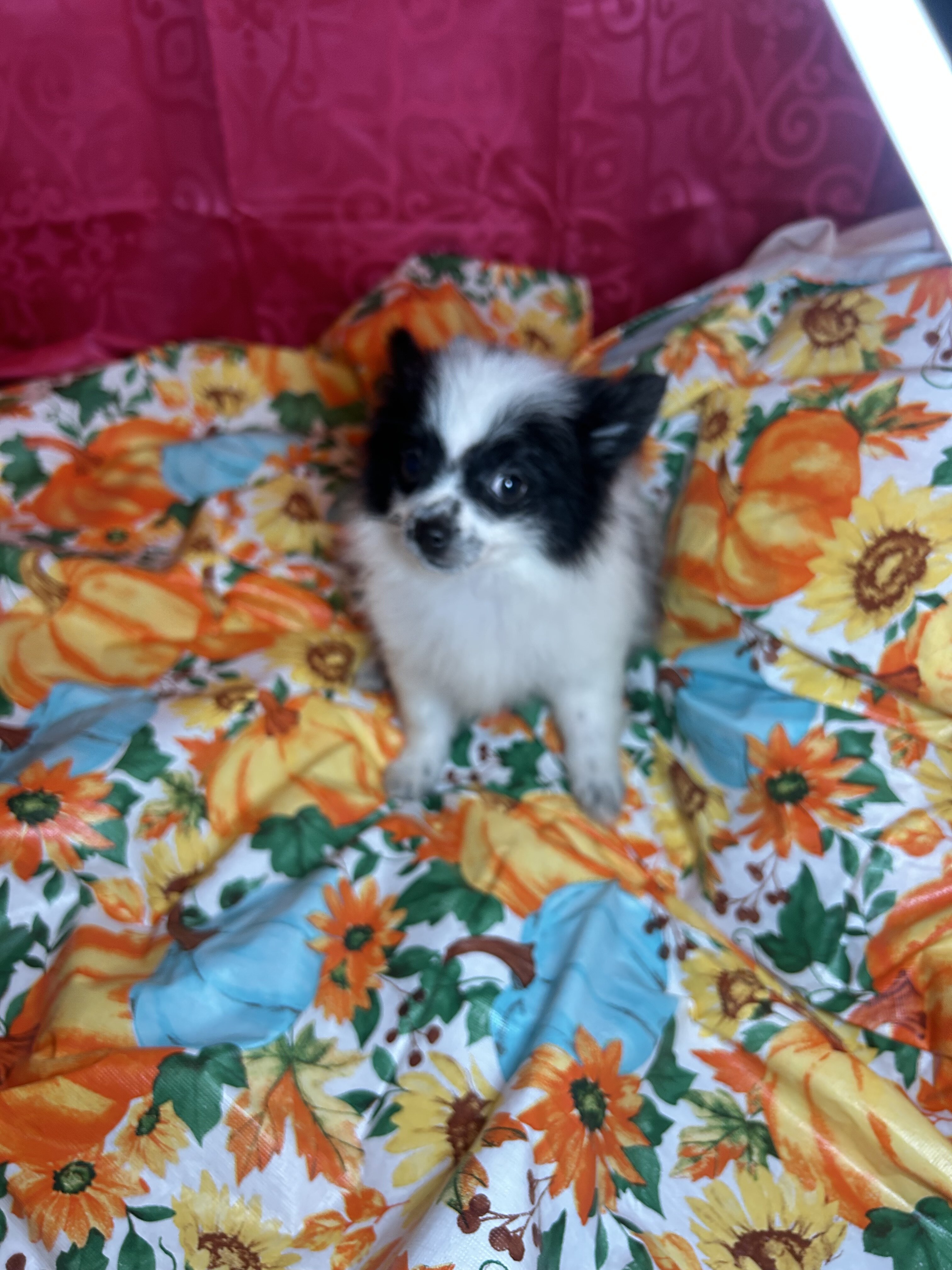 Pomeranian Puppies image 3