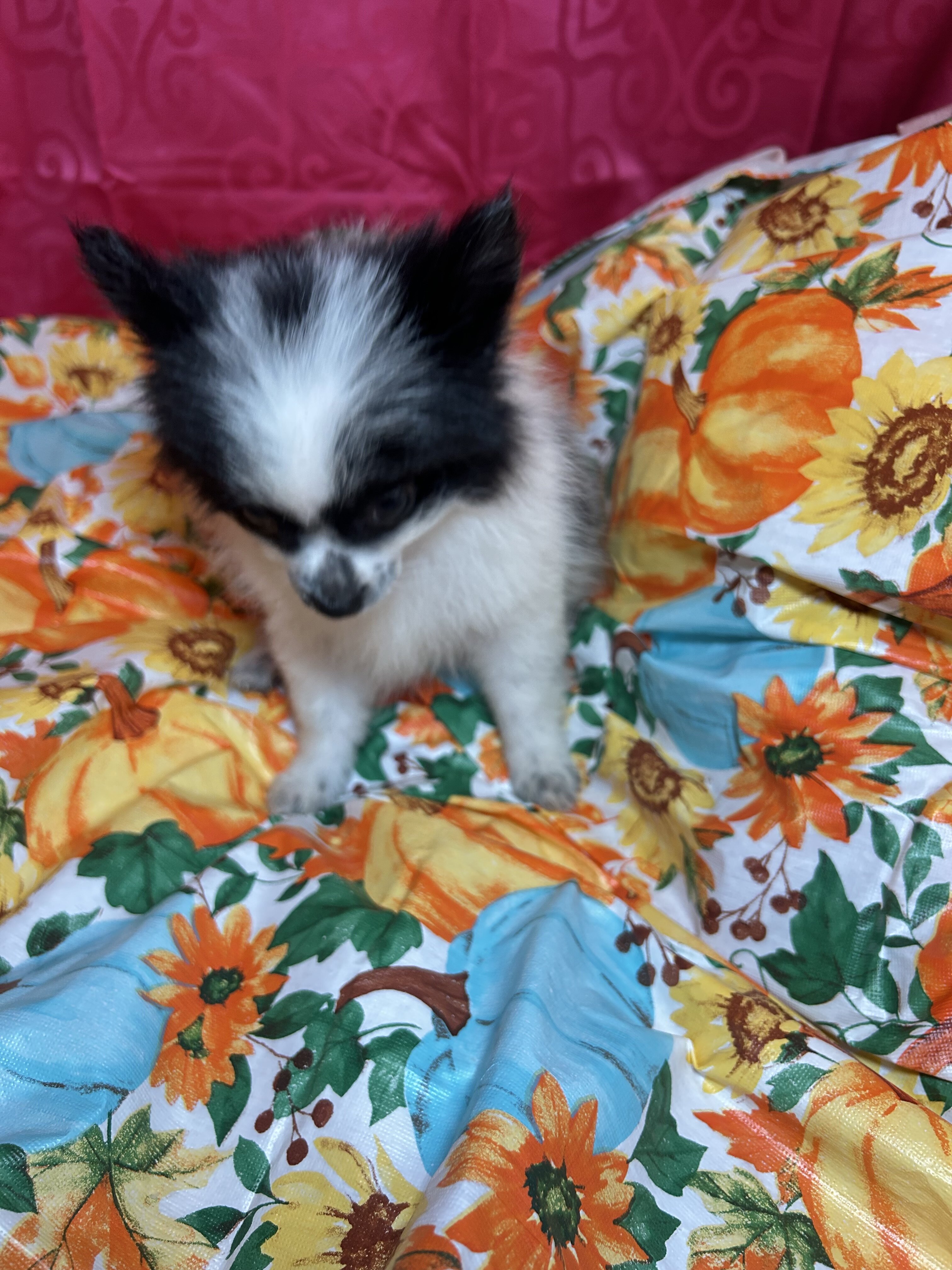 Pomeranian Puppies image 5