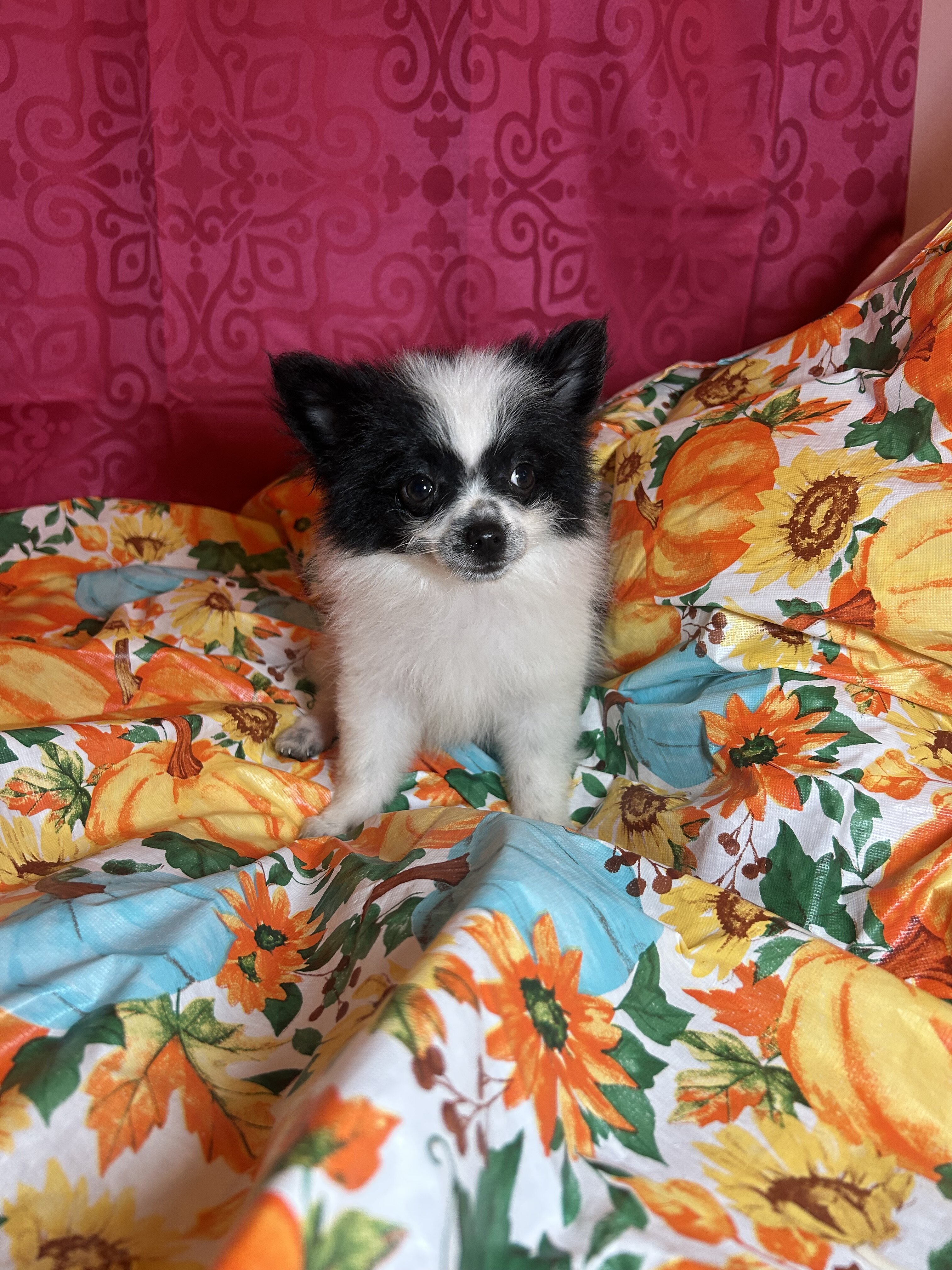 Pomeranian Puppies image 4