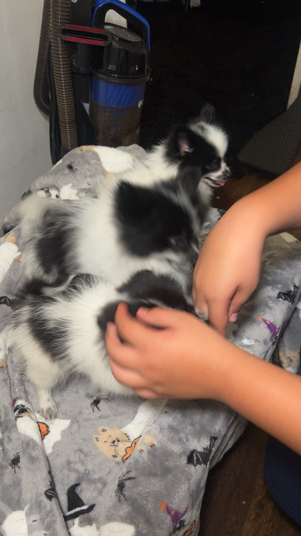 Pomeranian Puppies image 6